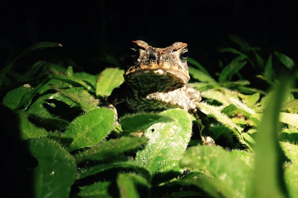 Ein Frosch sitzt inmitten von Blaettern im Regenwald des Amazonas
