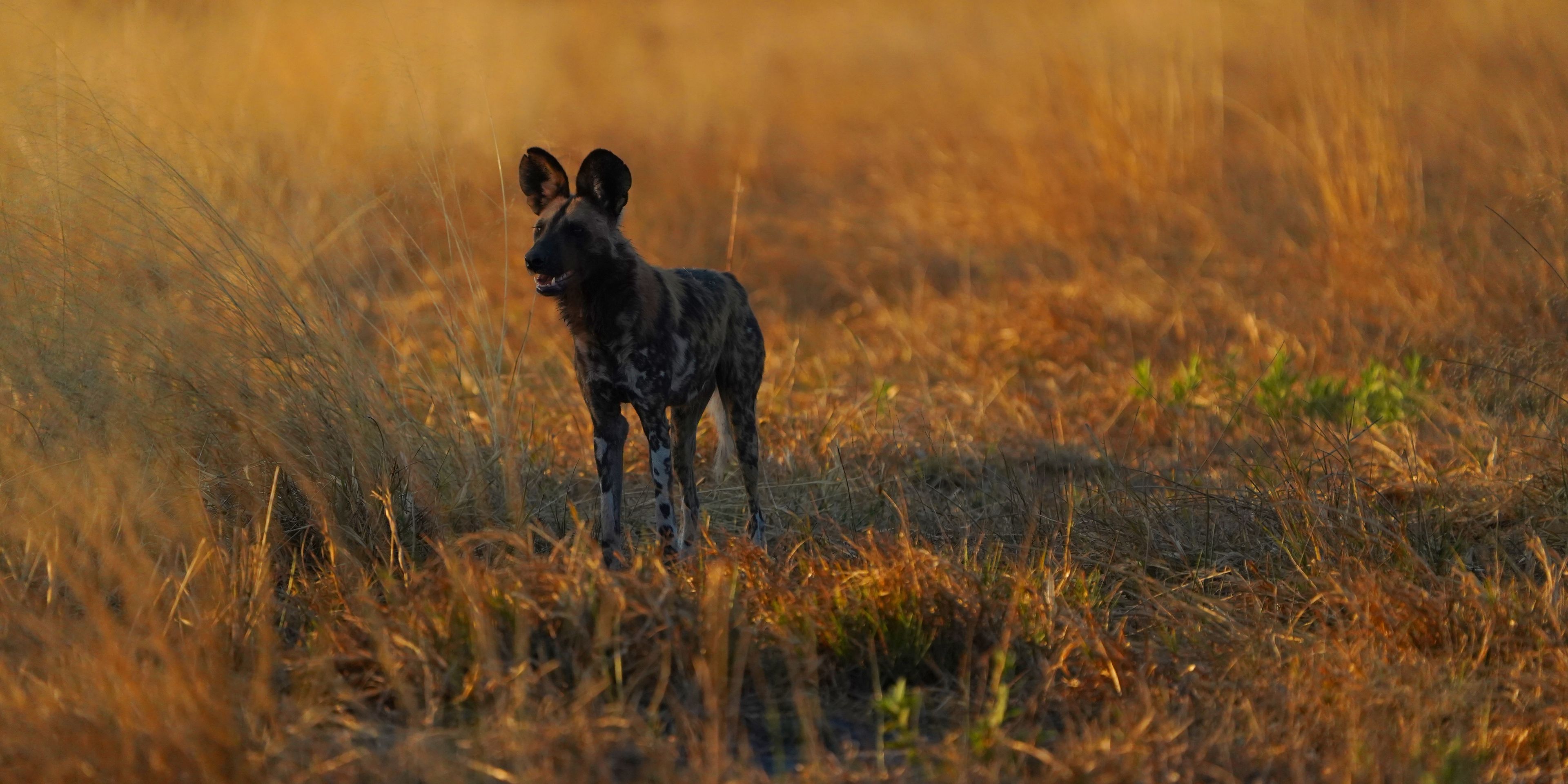 Wildhund im Okavango Delta