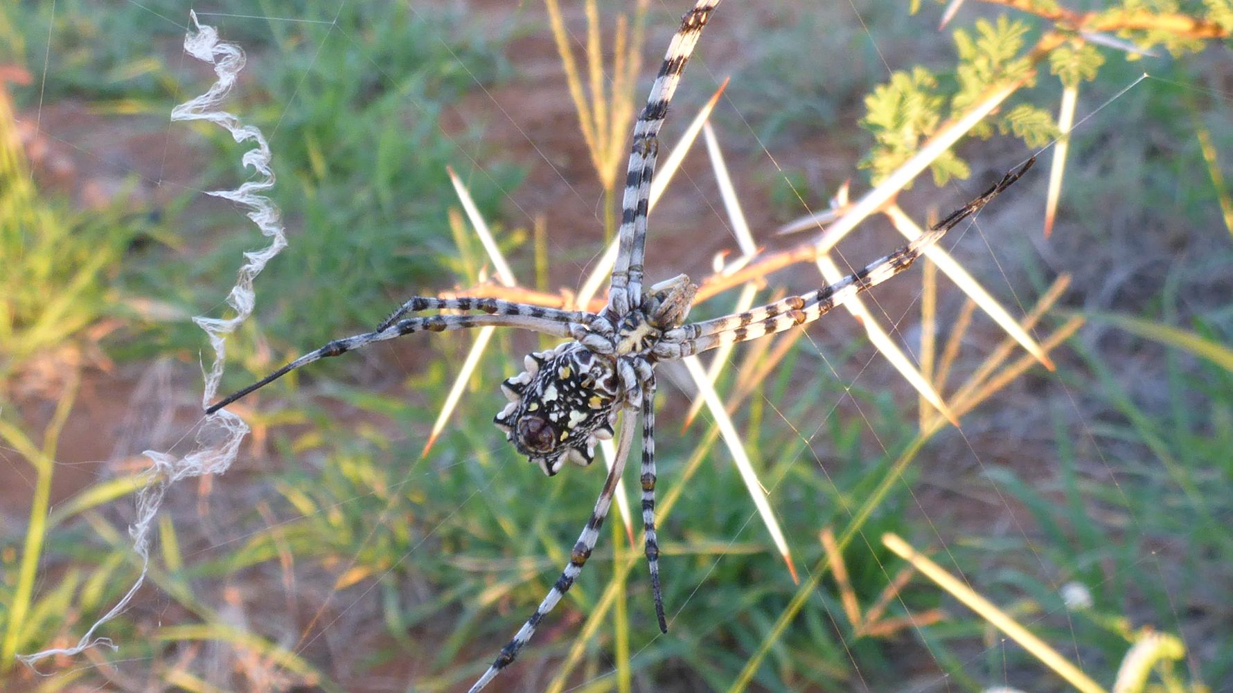 Rangerausbildung: Eine Spinne sitzt in ihrem Netz und wartet auf Beute