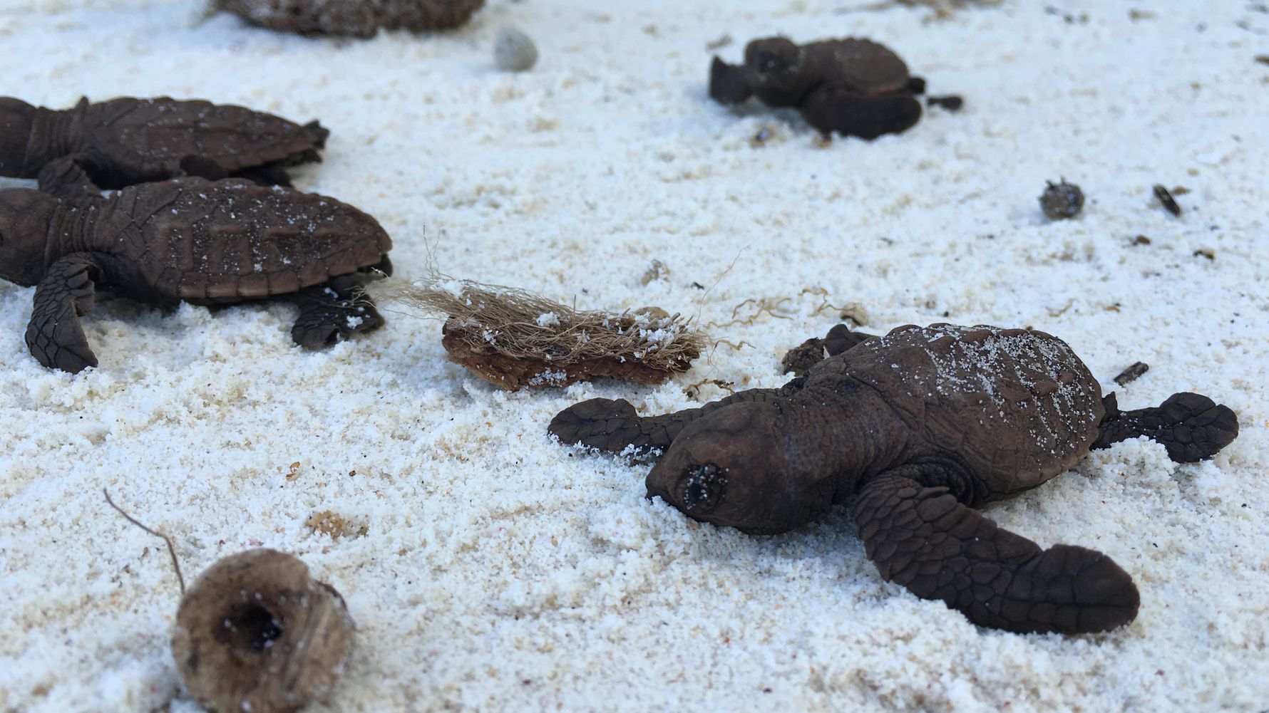 Sabbatical auf den Seychellen: Meeresschildkroetenjungtier