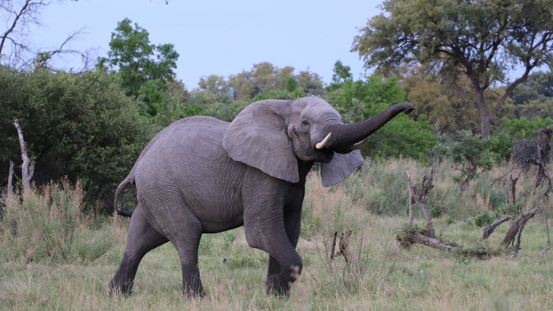 Ein einzelner Elefant