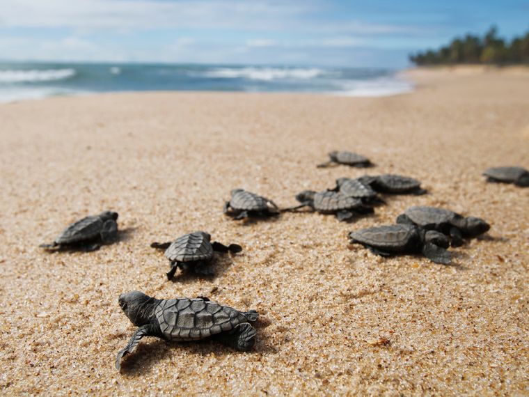 natucate-blog-knowledge-hawksbill-turtle