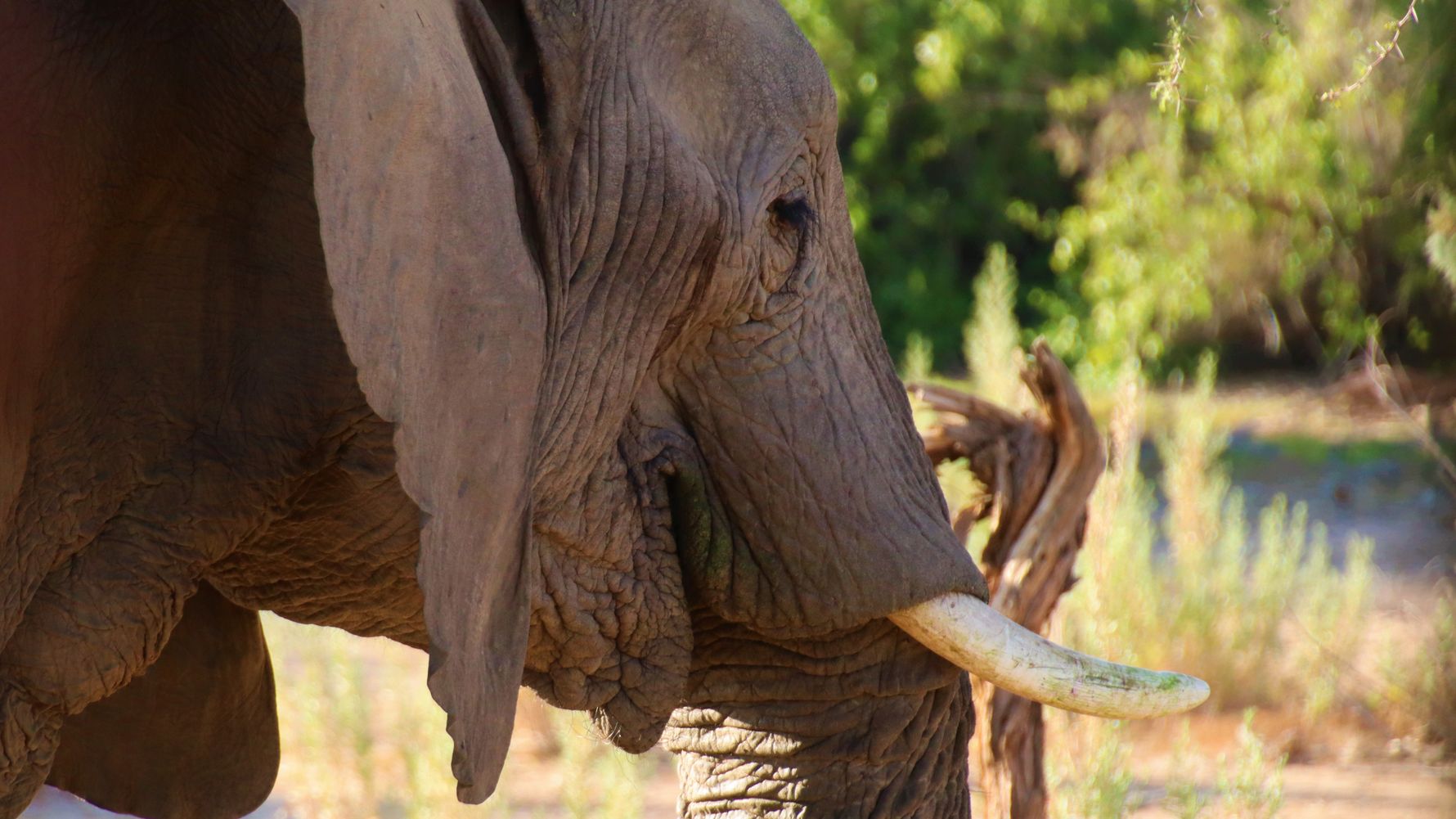erfahrungsbericht-freiwilligenarbeit-namibia-rangerkurs-botswana-jacqueline-elefant-natucate