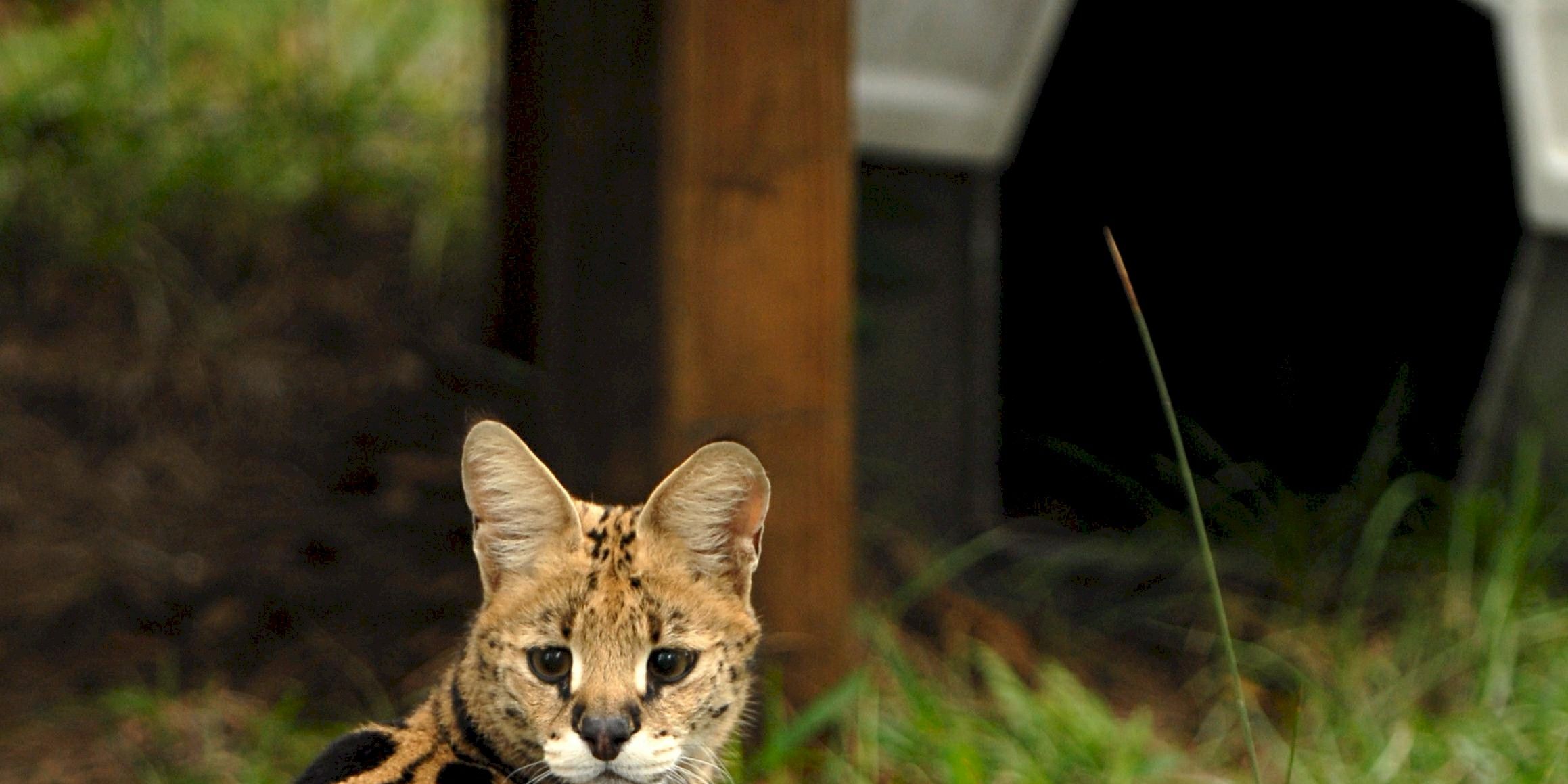 Ein Serval in unserem Tierschutzprojekt zum Wildlifeschutz in Florida