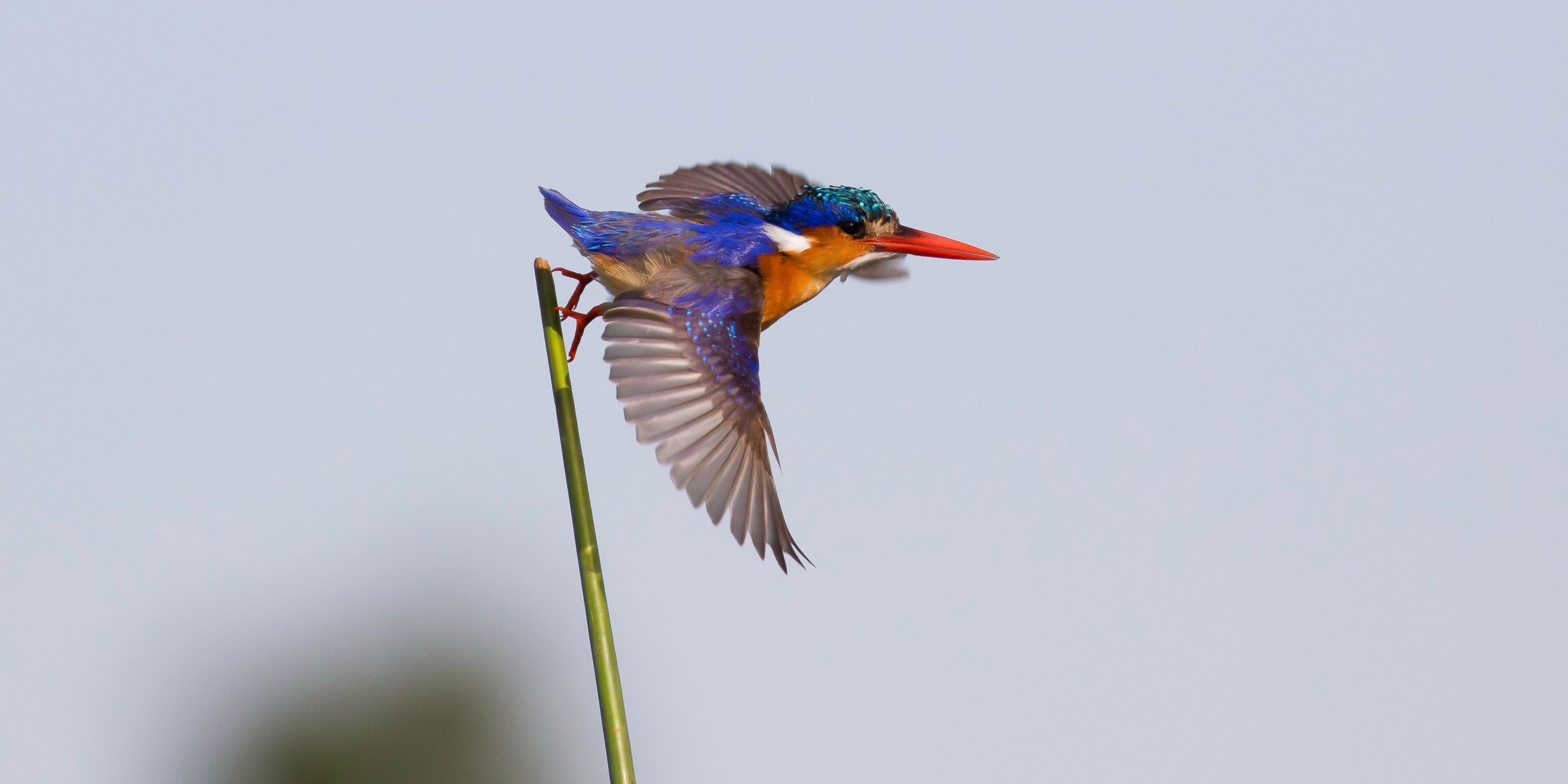 safari-botswana-delta-delights-okavango-bird-lovers