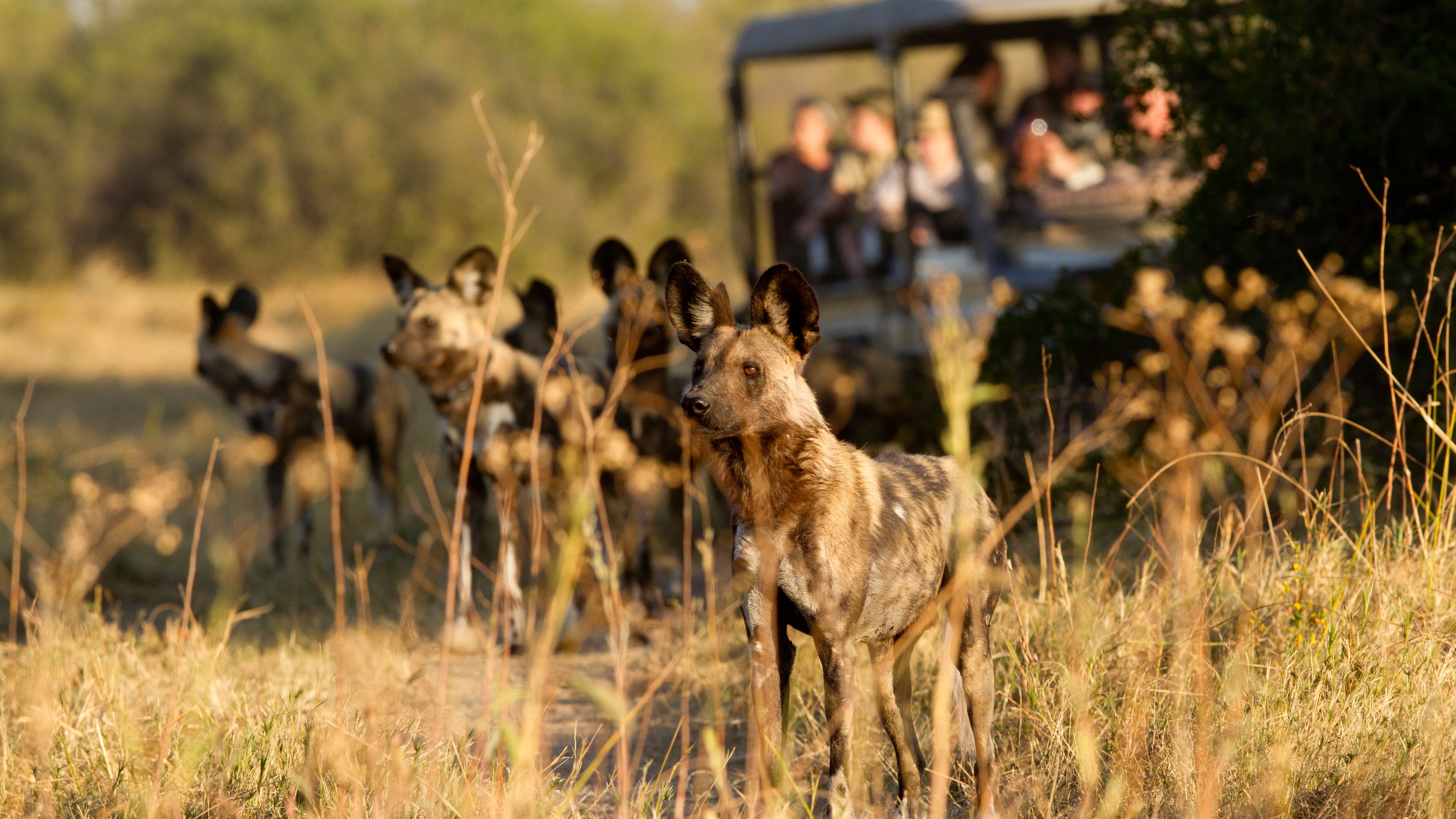 safari-botswana-kalahari-trifft-khwai-wildhunde