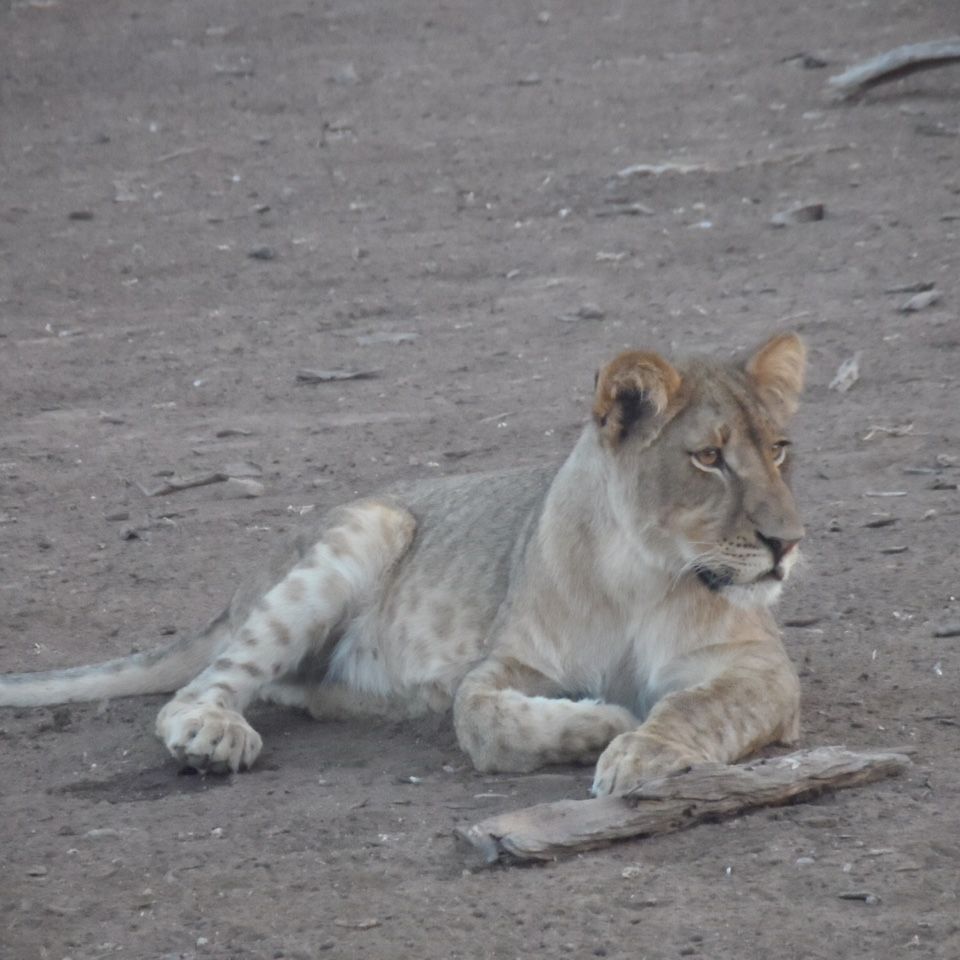 erfahrungsberichte-safari-guide-rangerausbildung-loewin-natucate