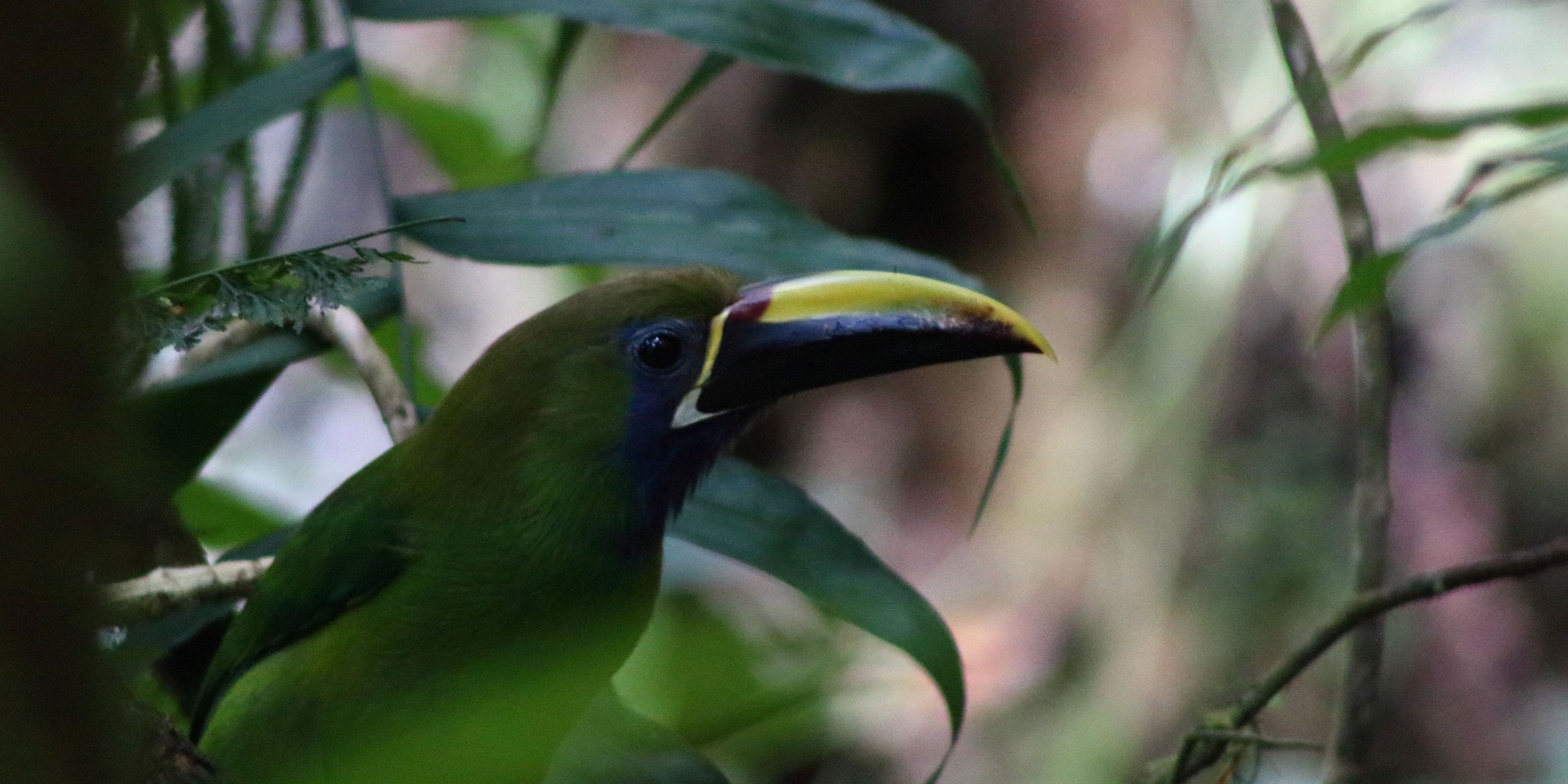 natucate-volunteering-costa-rica-forest-conservation-green-bird