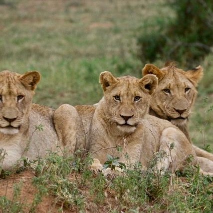 erfahrungsberichte-freiwilligenarbeit-suedafrika-zululand-marianne-loewen-natucate