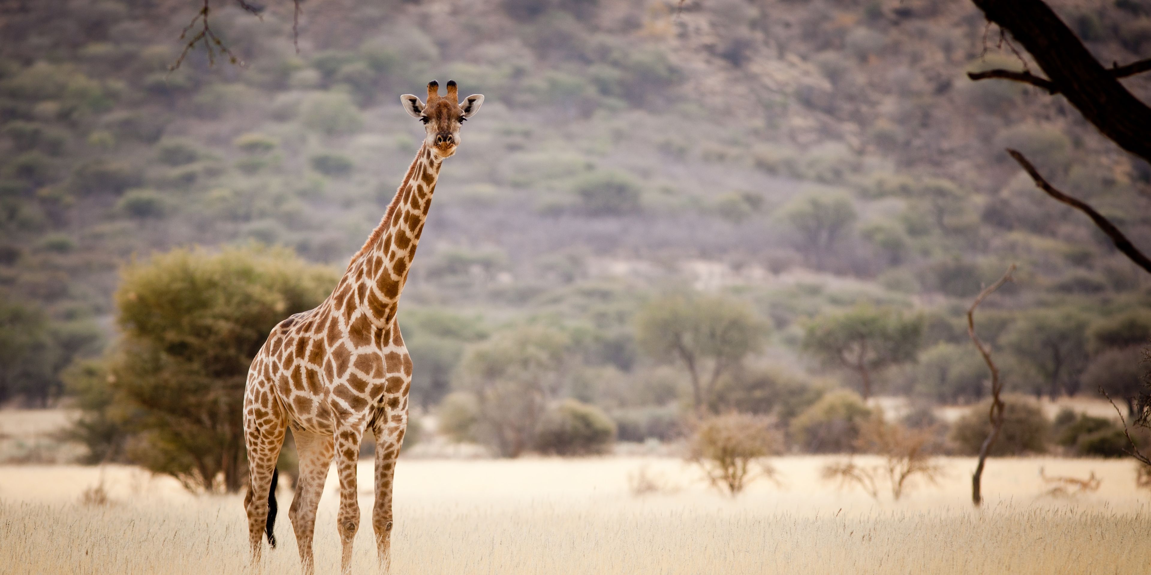 natucate-trips-pwe-namibia-damaraland-giraffe-eating