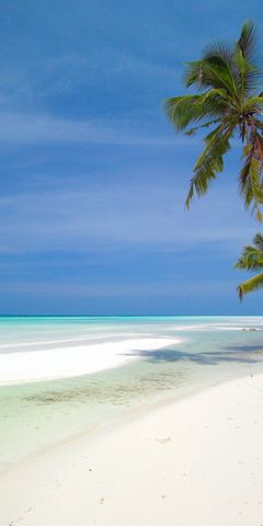 Malediven Strand und zwei Palmen