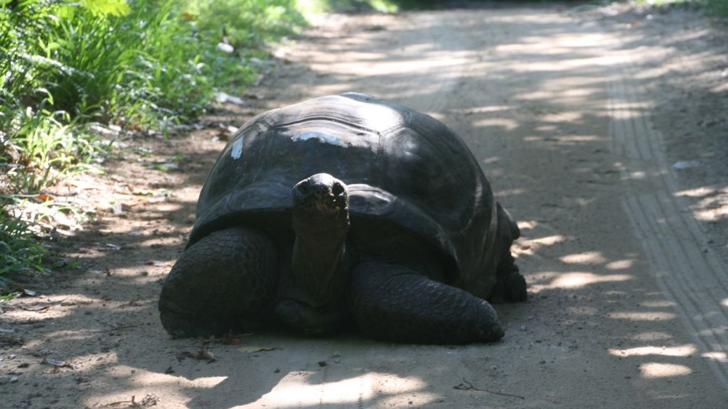 freiwilligenarbeit-seychellen-erfahrungsbericht-kundenfotos-artenschutz-schildkroete-natucate