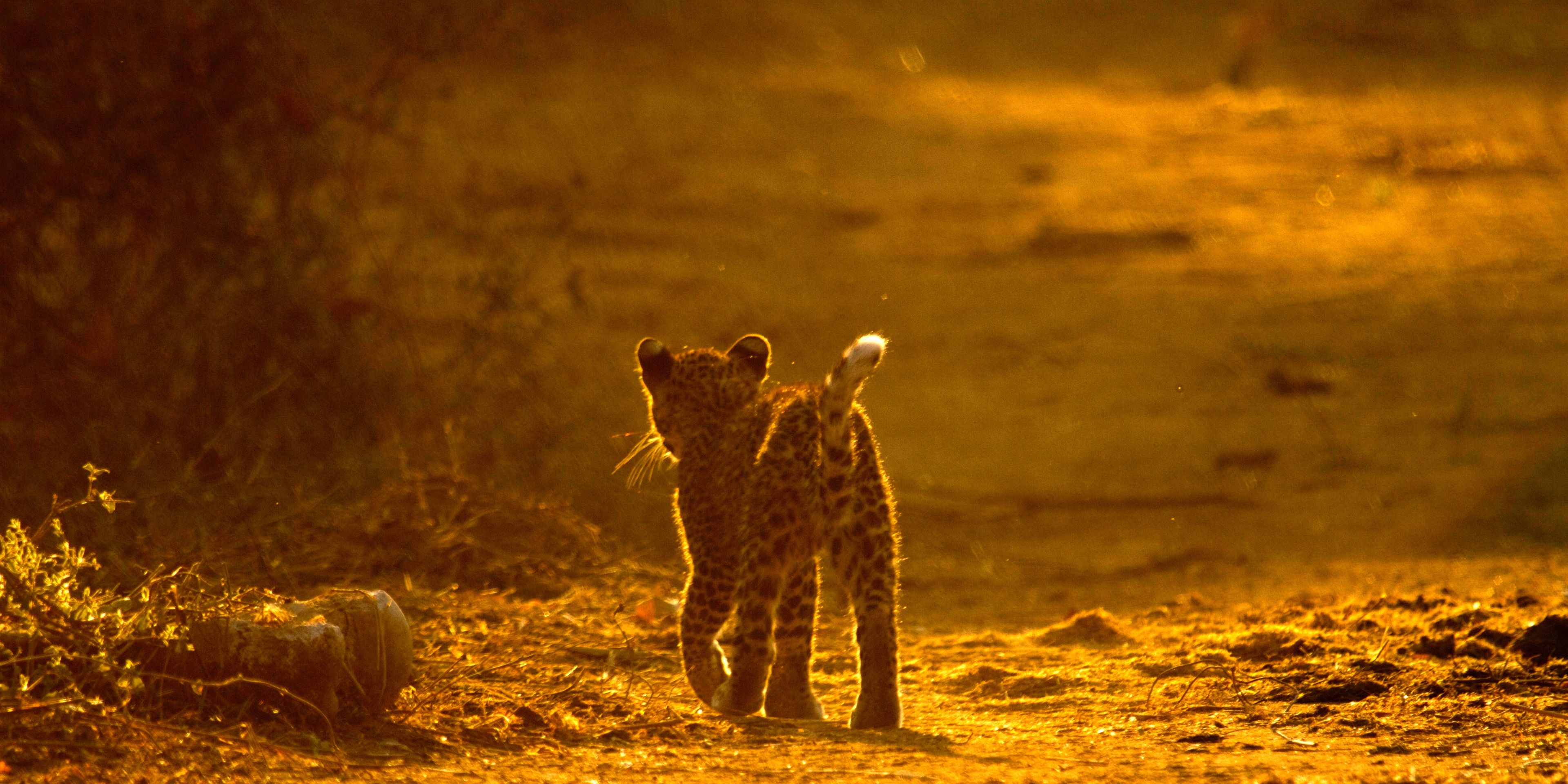 Ein kleiner Leopard auf ersten Erkundungstouren in der Savanne