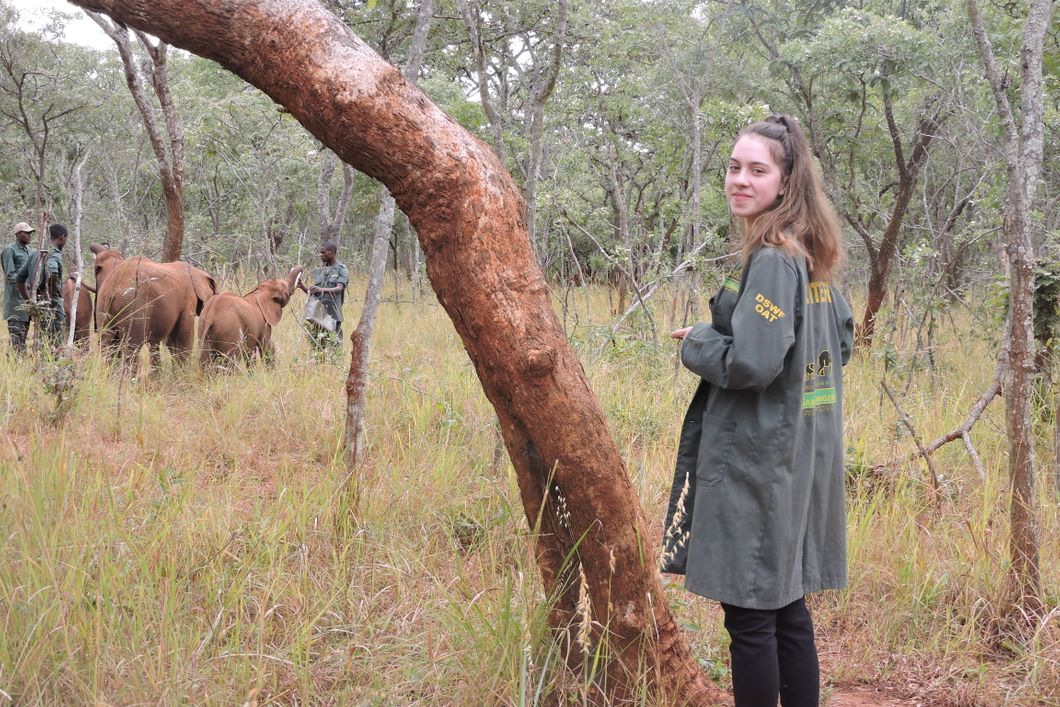 Volunteer in the elephant project near Zambia's capital of Lusaka