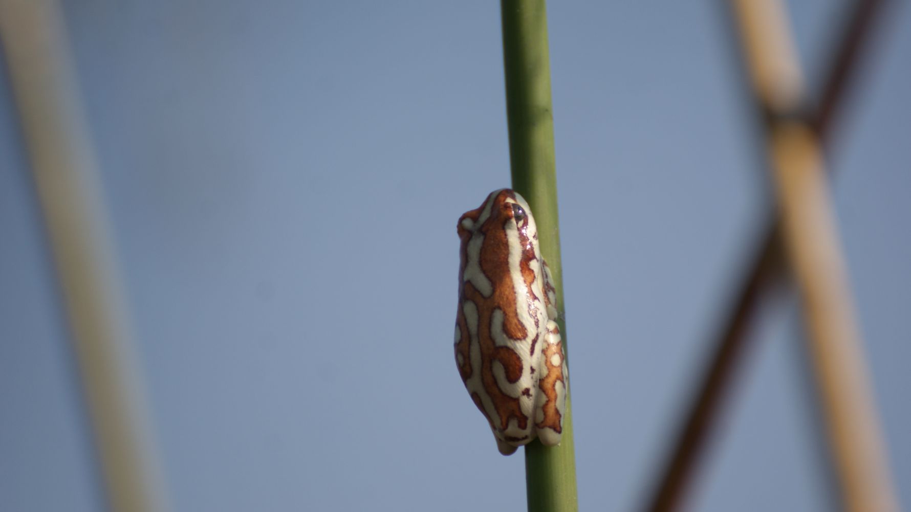 frosch-okavango-delta-naturwissen-blog