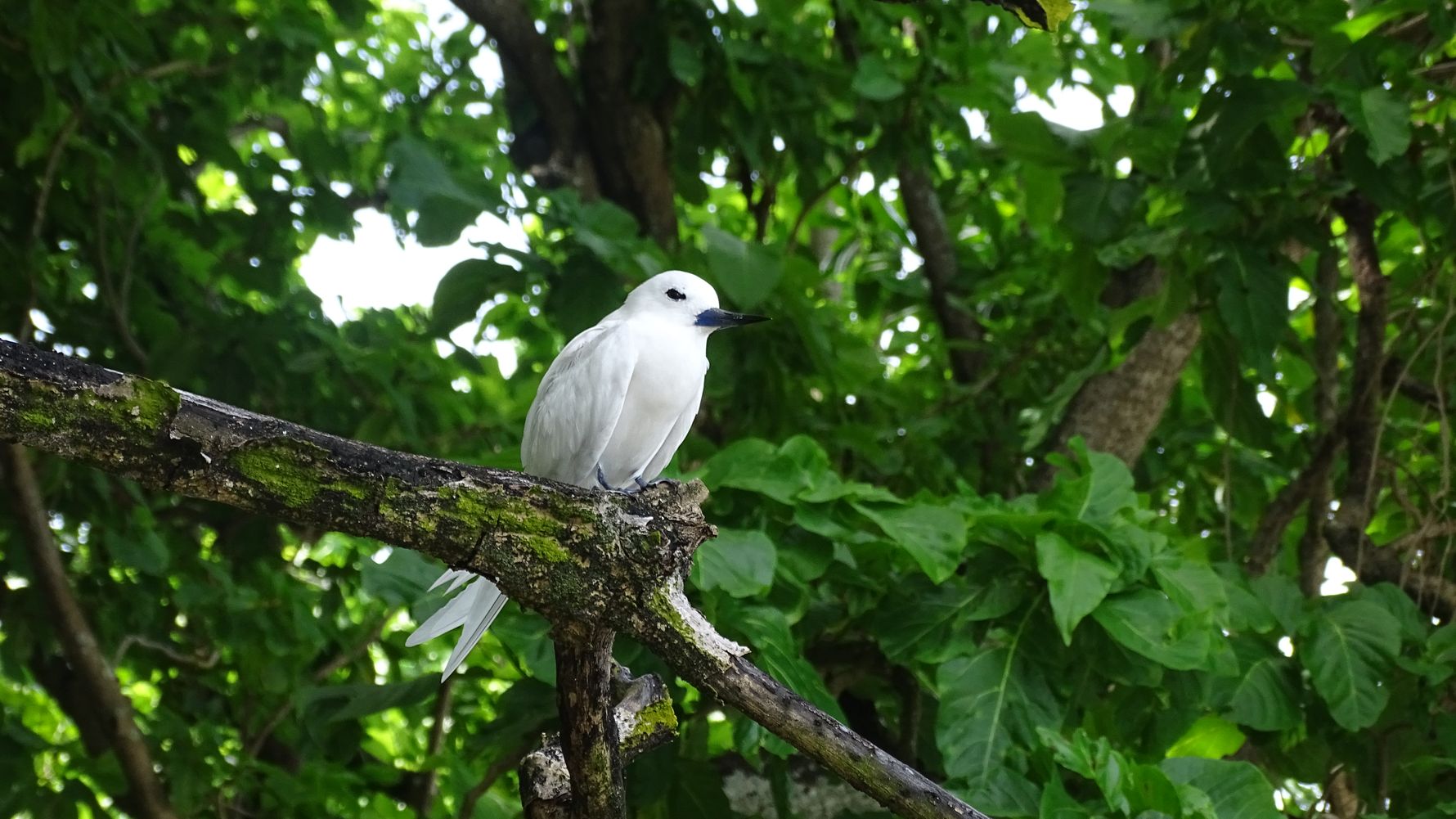 erfahrungsberichte-freiwilligenarbeit-seychellen-cousin-island-lisa-weisser-vogel