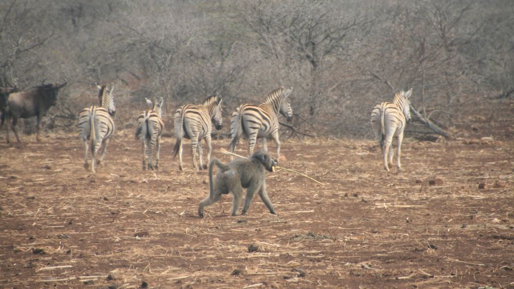 erfahrungsbericht-suedafrika-kundenfotos-sabbatjahr-savanne-natucate