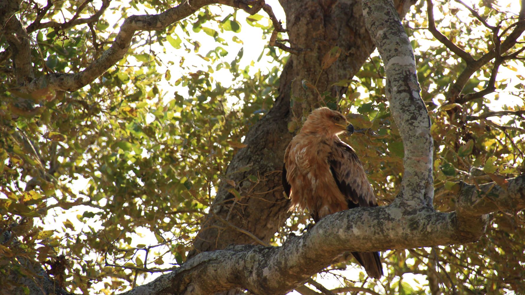 erfahrungsberichte-rangerkurs-field-guide-level-1-afrika-lea-tawny-eagle-natucate