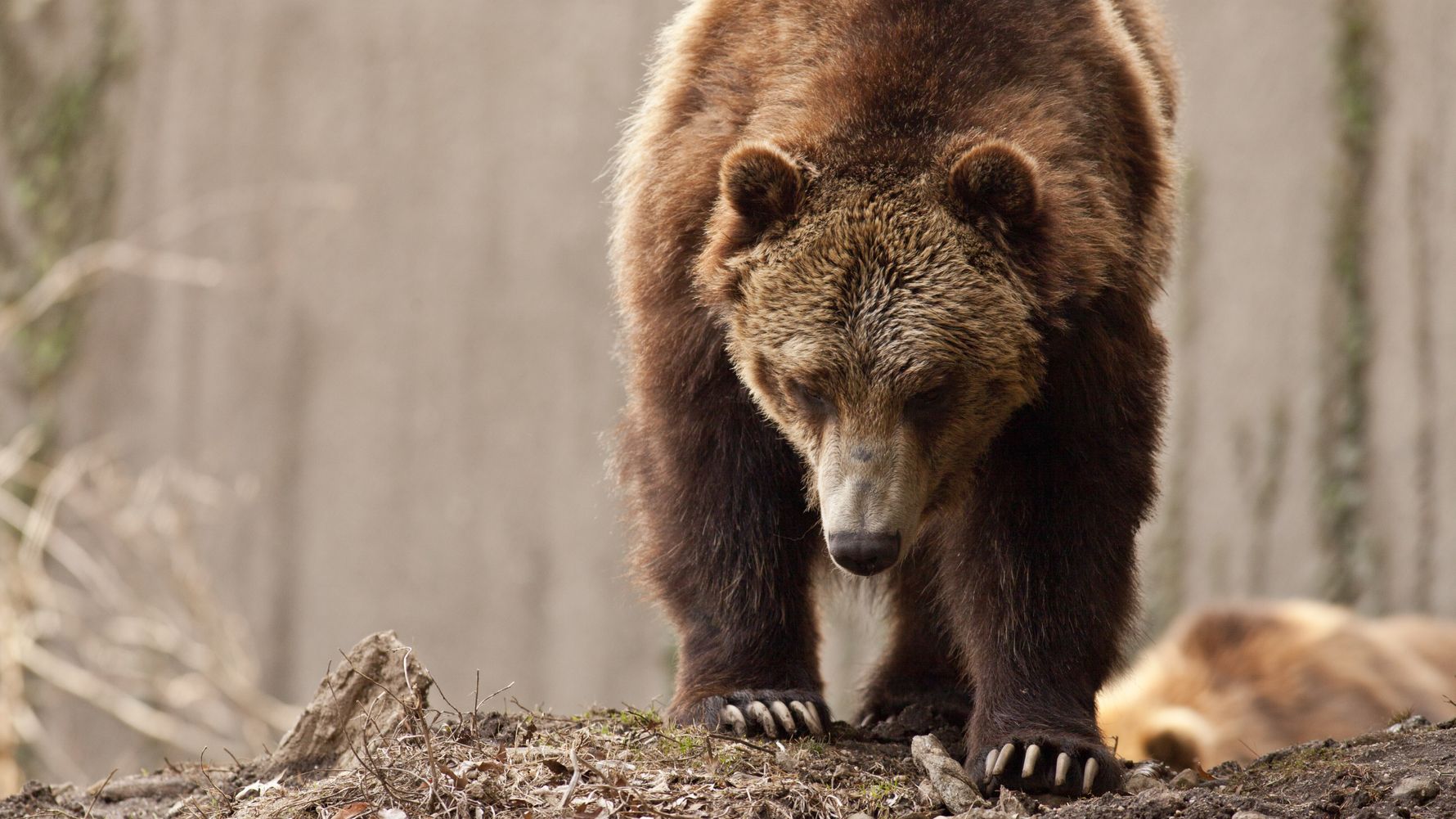 Grizzly Bear
