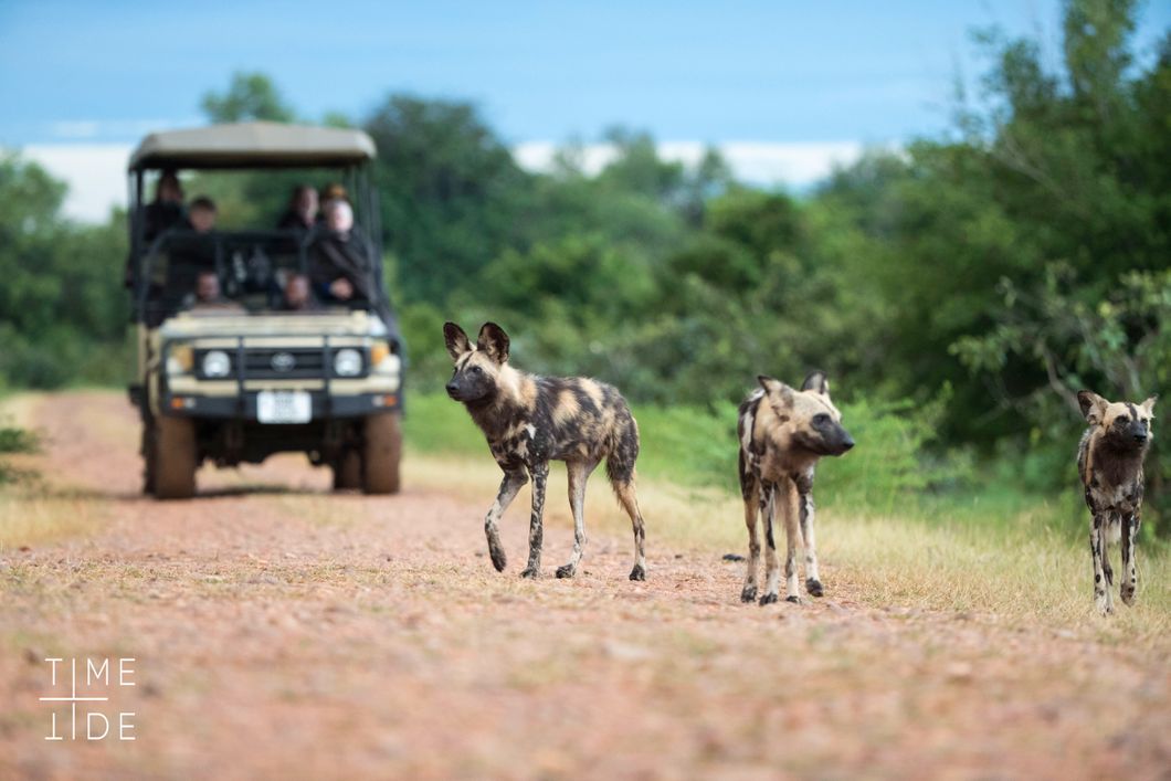 safari-sambia-south-luangwa-lower-zambezi-game-drive-wilddogs-strasse-natucate