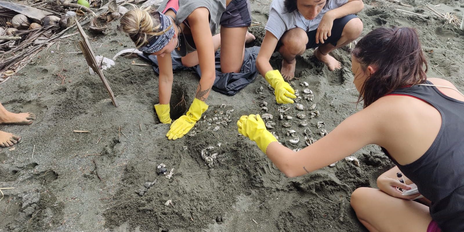 natucate-freiwilligenarbeit-costa-rica-schildkroten-rio-oro-gruppe-schildkroten-eier