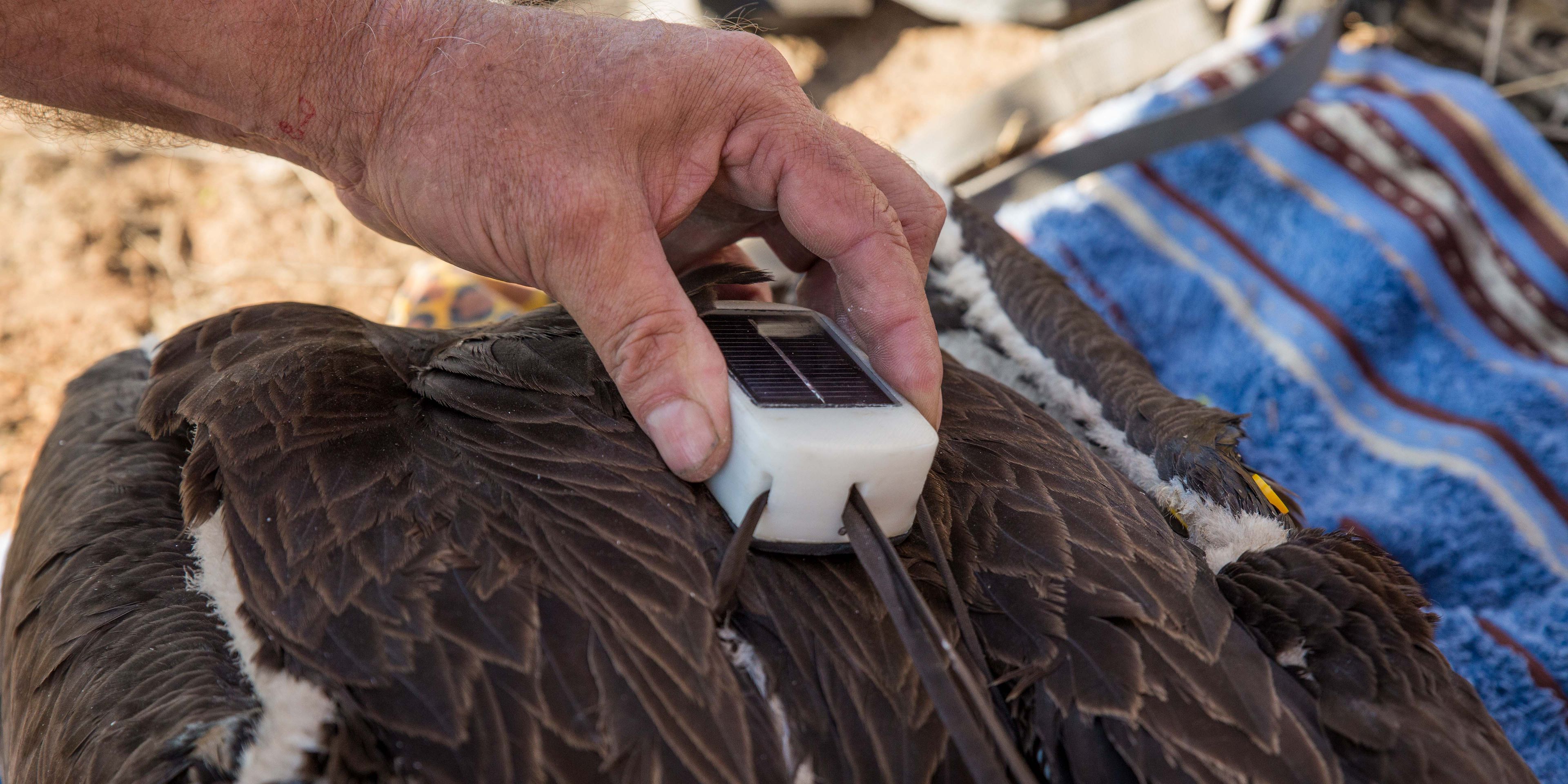 Ein Geier wird in Suedafrika von einem Arteschuetzer mit einem GPS-Sender ausgestattet