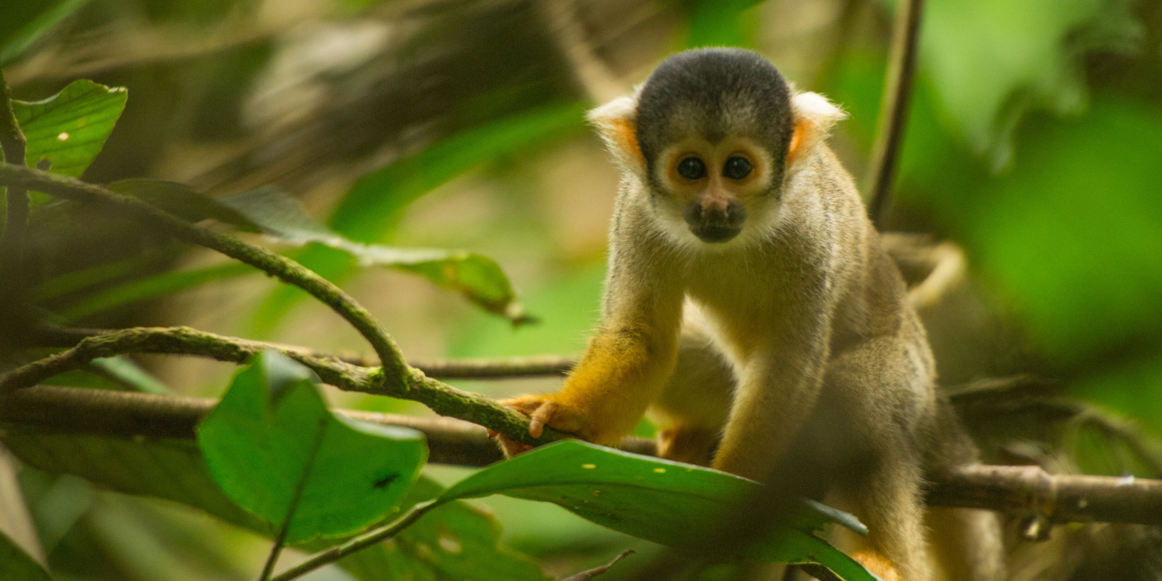 Ein kleiner Affe klettert durch den Regenwald und wird von Teilnehmern des Natur- und Rangerkurses beobachtet