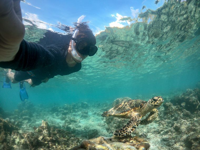 erfahrungsberichte-freiwilligenarbeit-malediven-walhaie-roland-teilnehmer-schildkroete-natucat