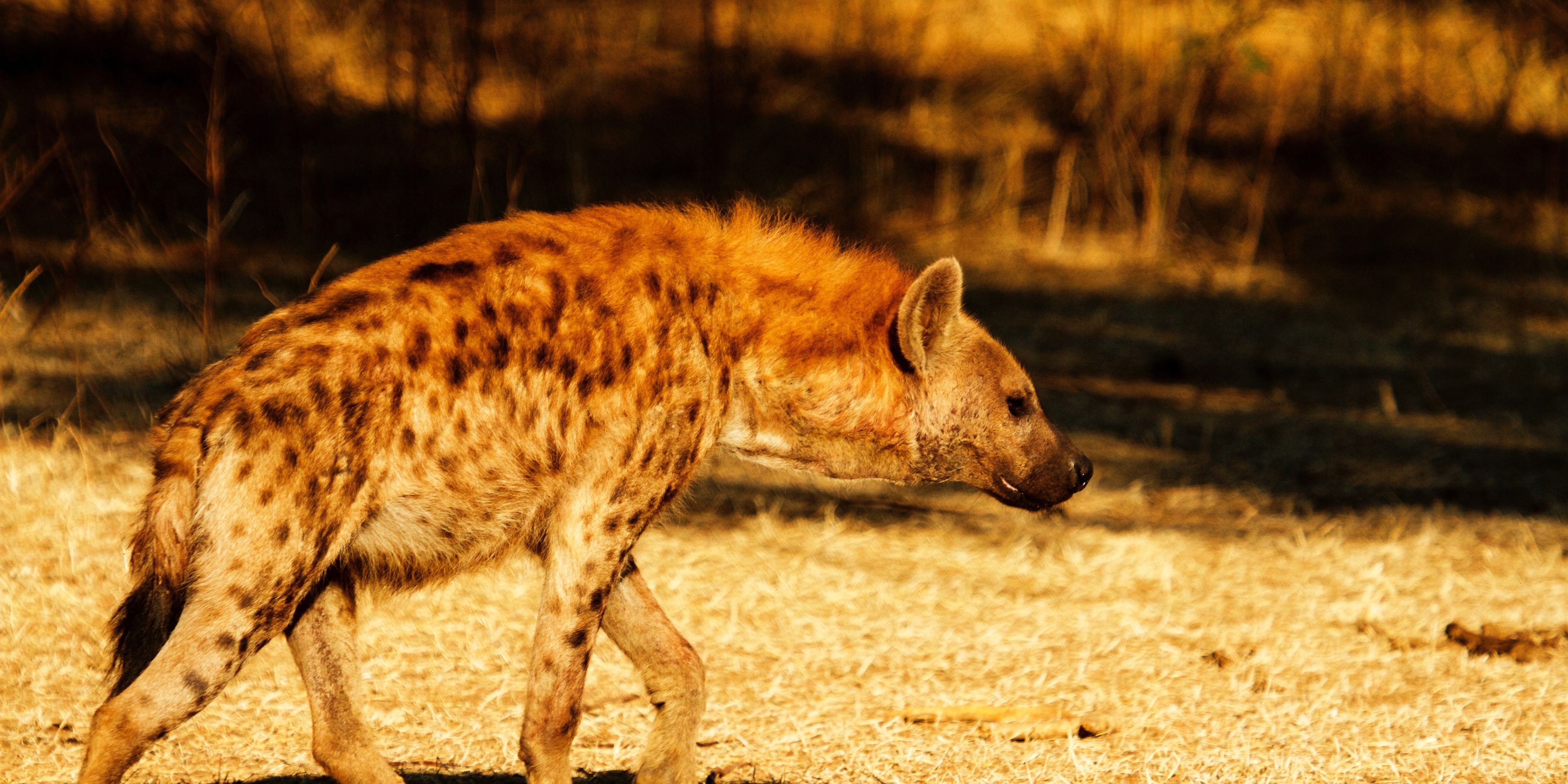 Eine Hyeaene durchstreift die Savanne Sambias