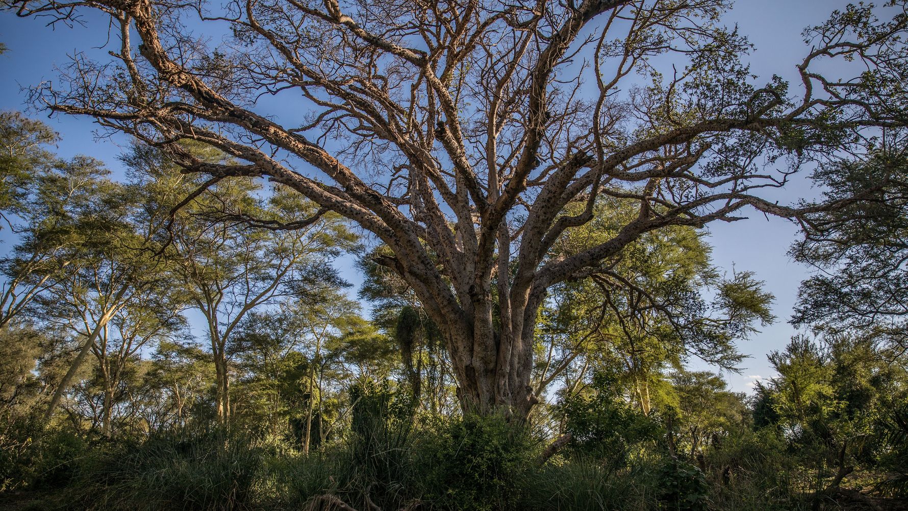 landingpage-sabbatical-natur-baum-natucate