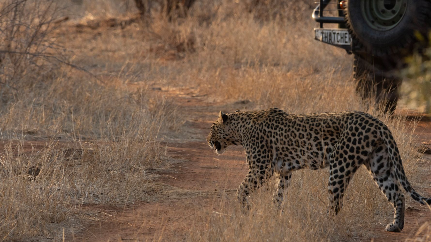 Leopard laufend