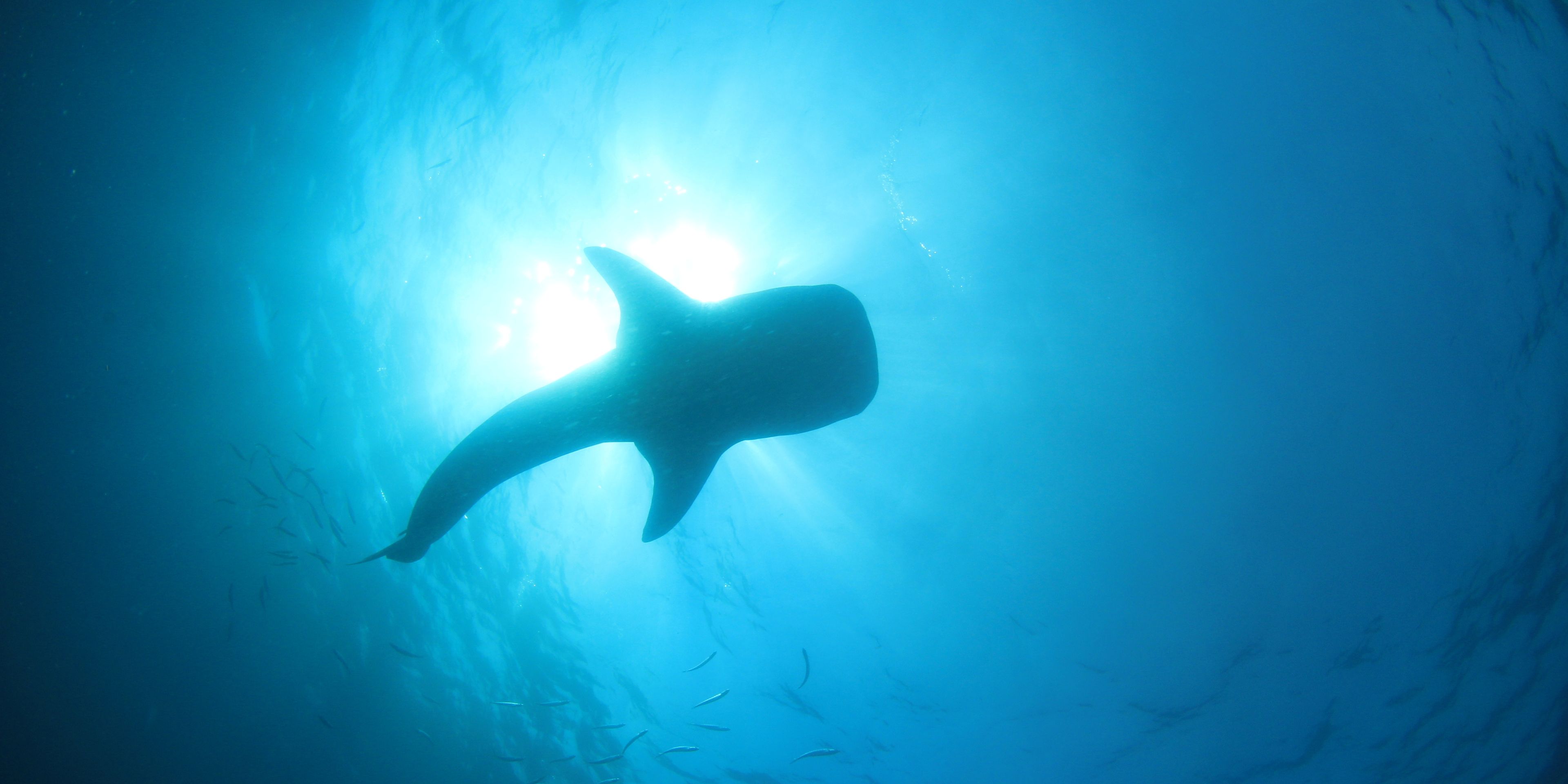 Conservation work in Asia: A whale shark's silhouette swimming