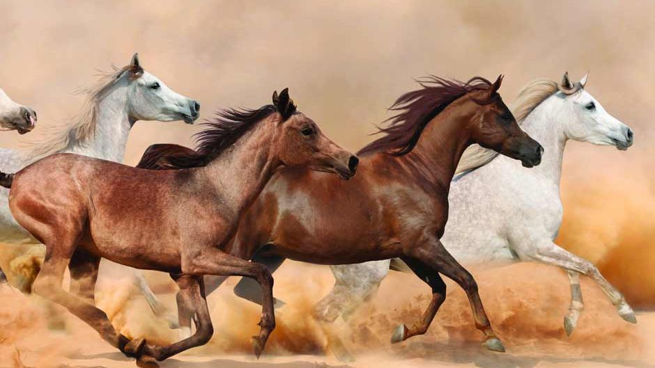 usa-freiwilligenarbeit-pferde-mustangs-erfahrungsbericht