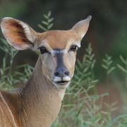 erfahrungsbericht-suedafrika-naturausbildung-tracking-fotografie-kundenfotos-impala-natucate