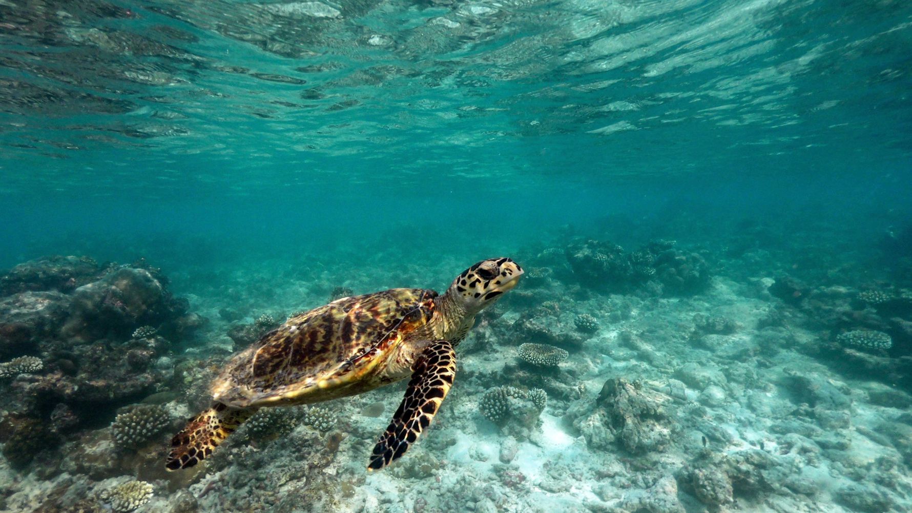 Freiwilligenarbeit Philippinen: Meeresschildkroete schwimmt in einem Korallenriff