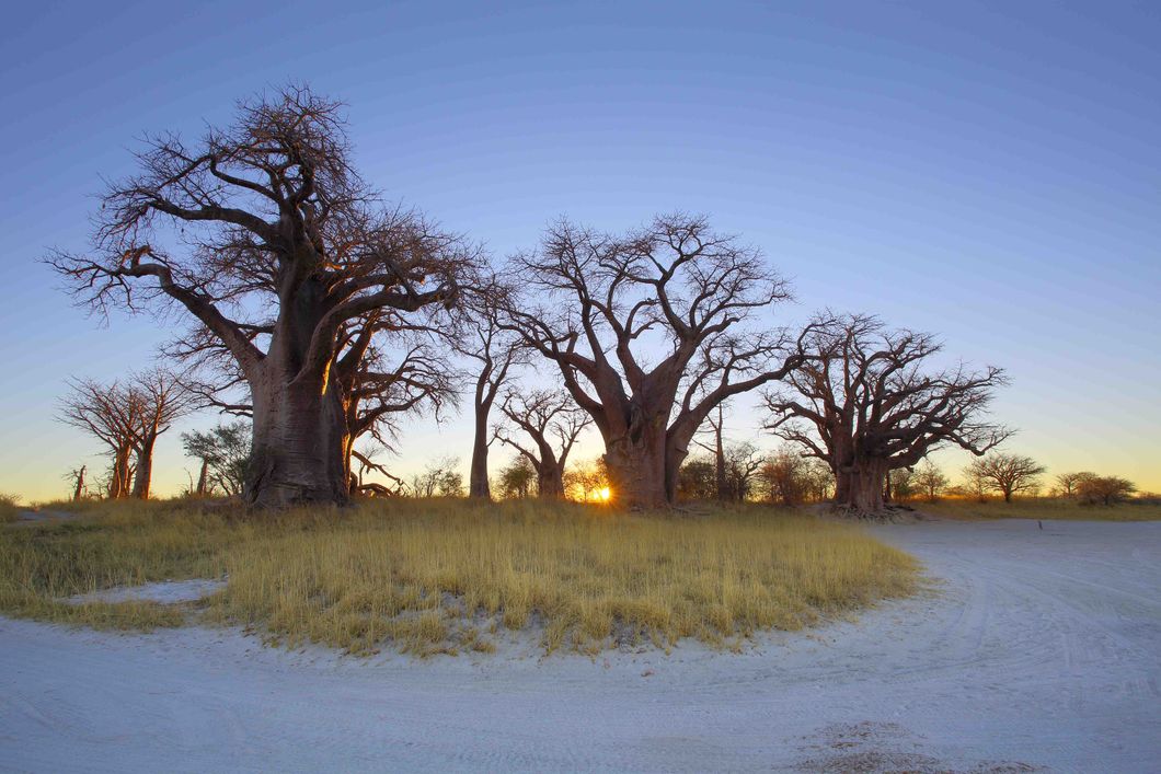 natur-und-rangerkurs-botswana-afrika-san-survival-skills-tracking-lokale-pflanzen-natucate