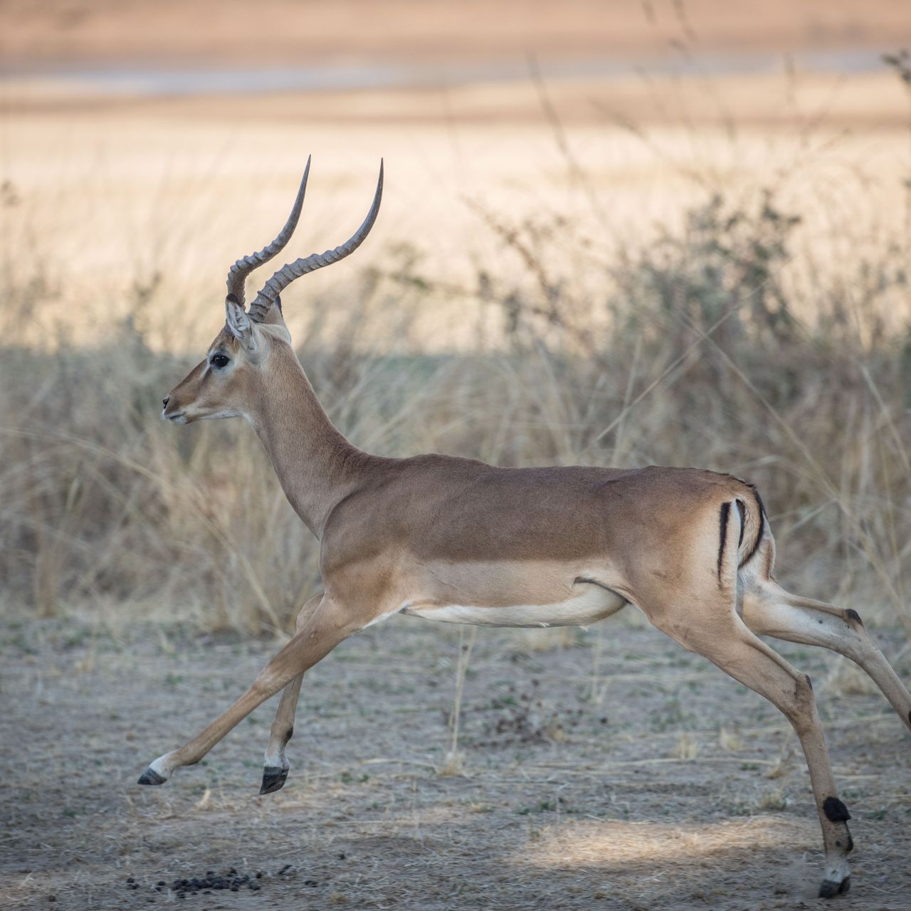 erfahrungsbericht-field-guide-rangerkurs-afrika-impala-natucate