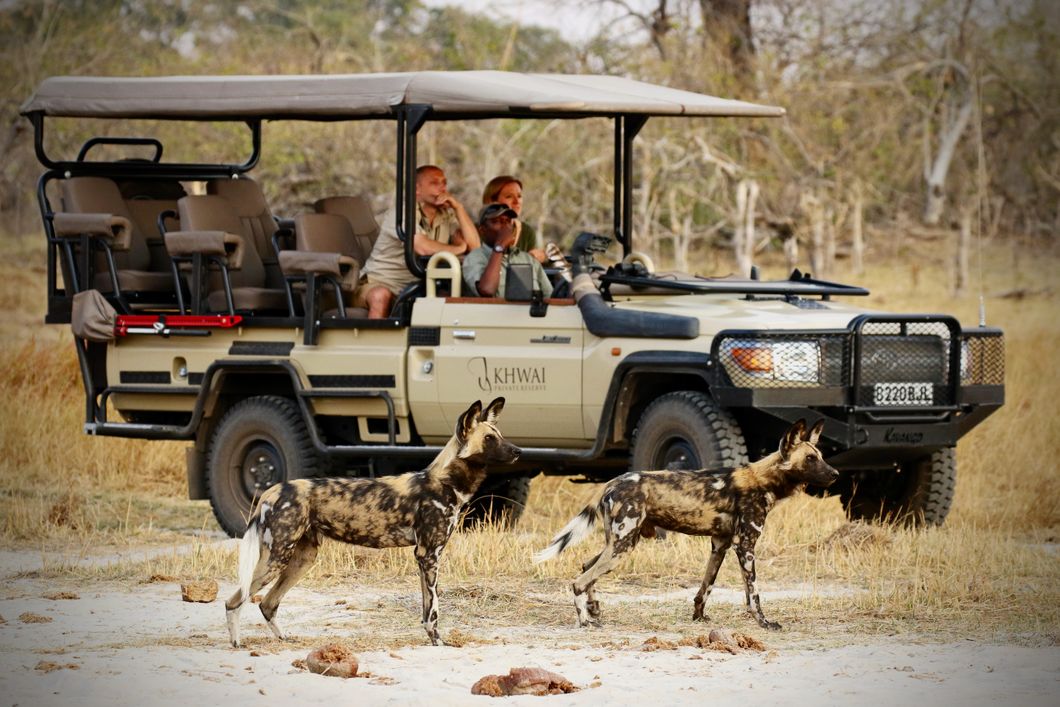natucate-pwe-botswana-khwai-game-drive-wild-dogs