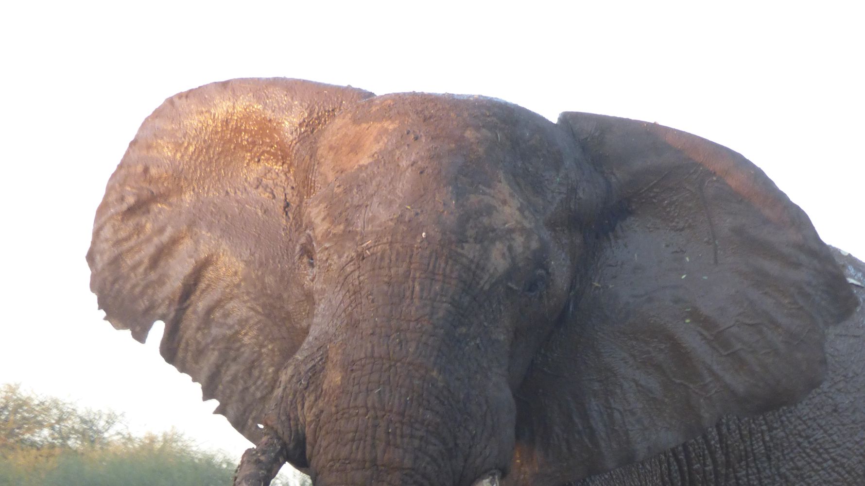 erfahrungsberichte-naturreise-afrika-private-wilderness-experience-marion-elefant-bulle-natucate