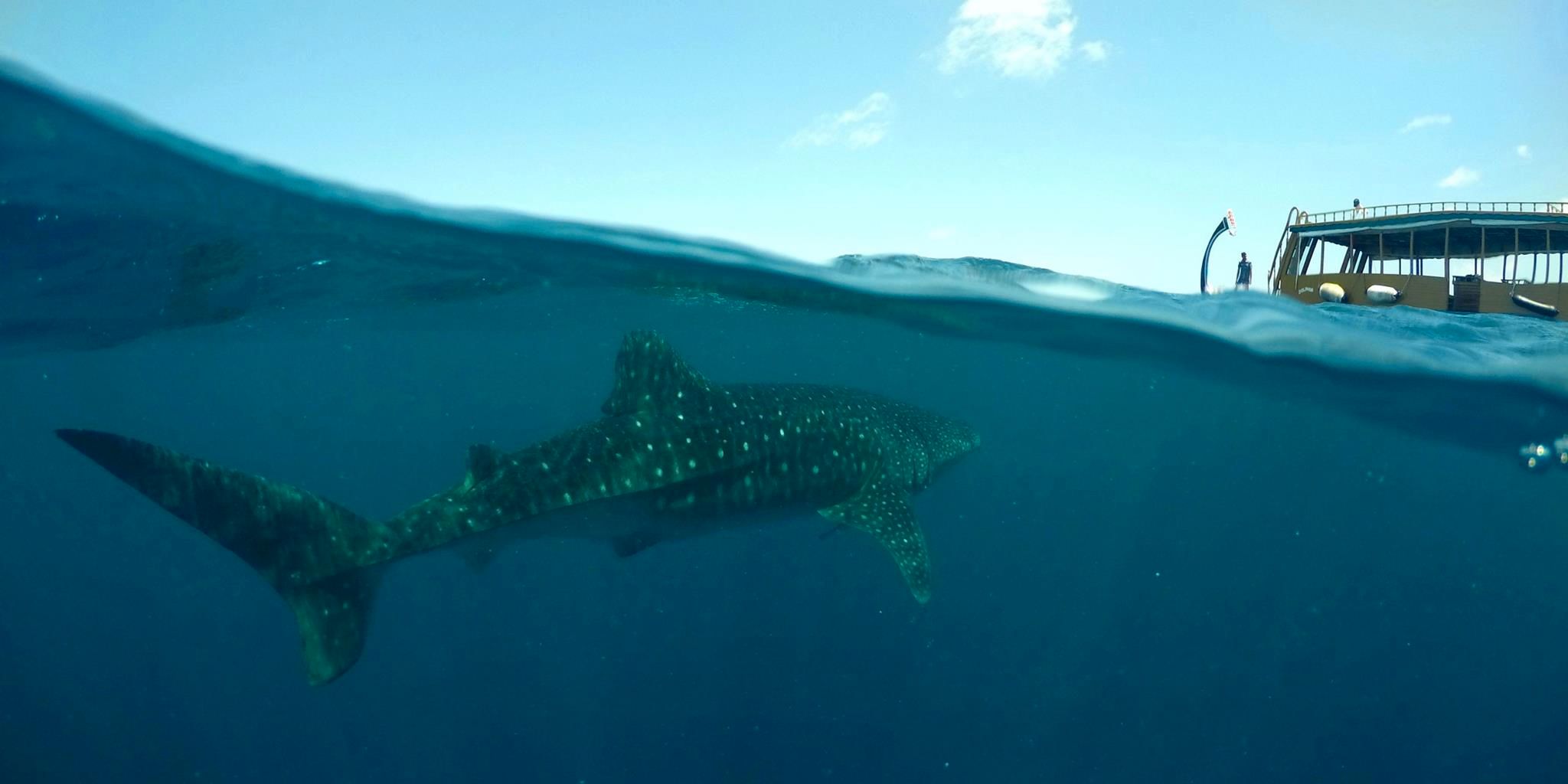 Ein Walhai schwimmt dicht unter der Meeresoberflaeche, im Hintergrund ein Dhoni