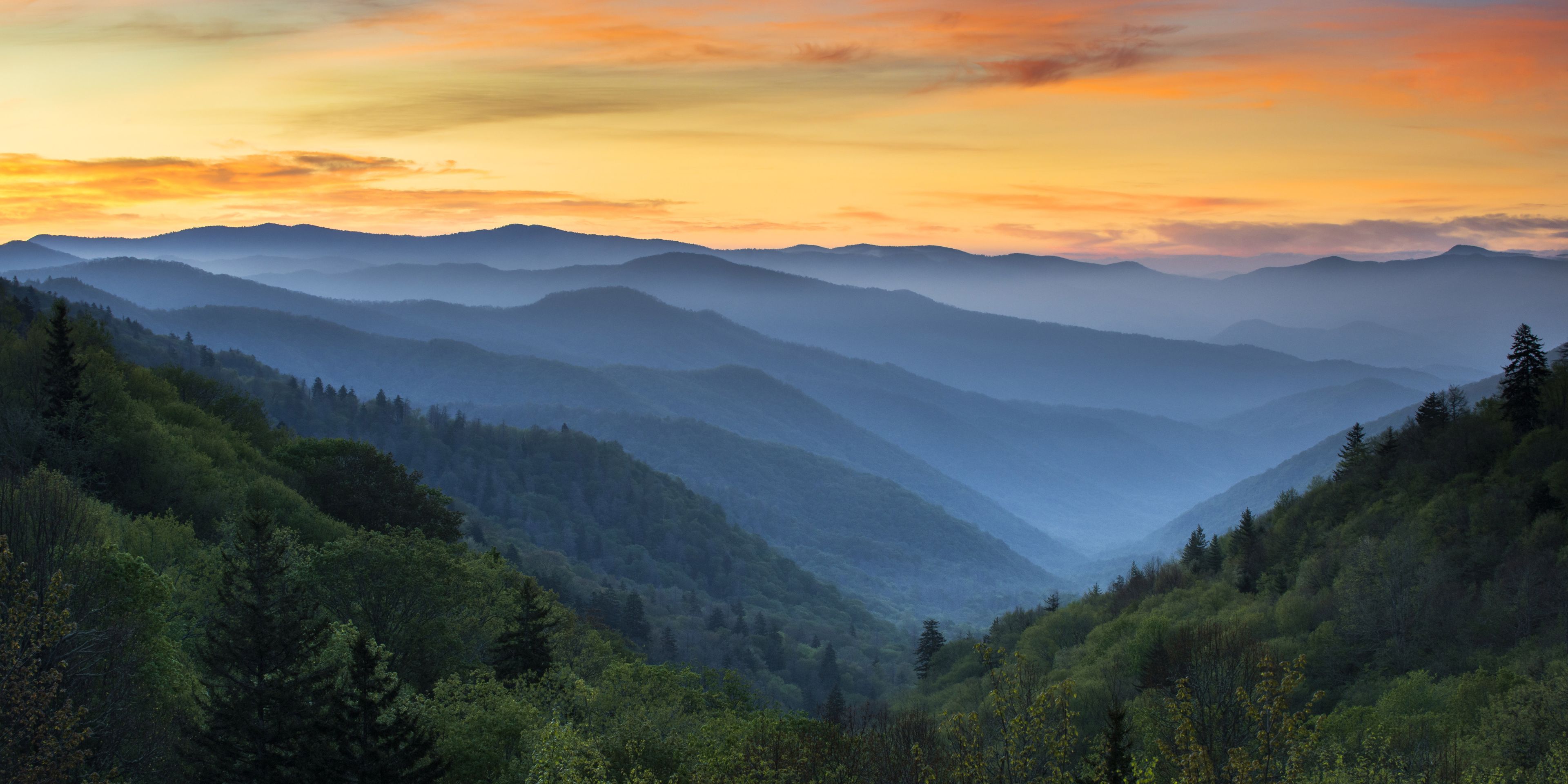 A forest ins North Carolina is covered in fog; the sky is shining resplendent in the evening sun