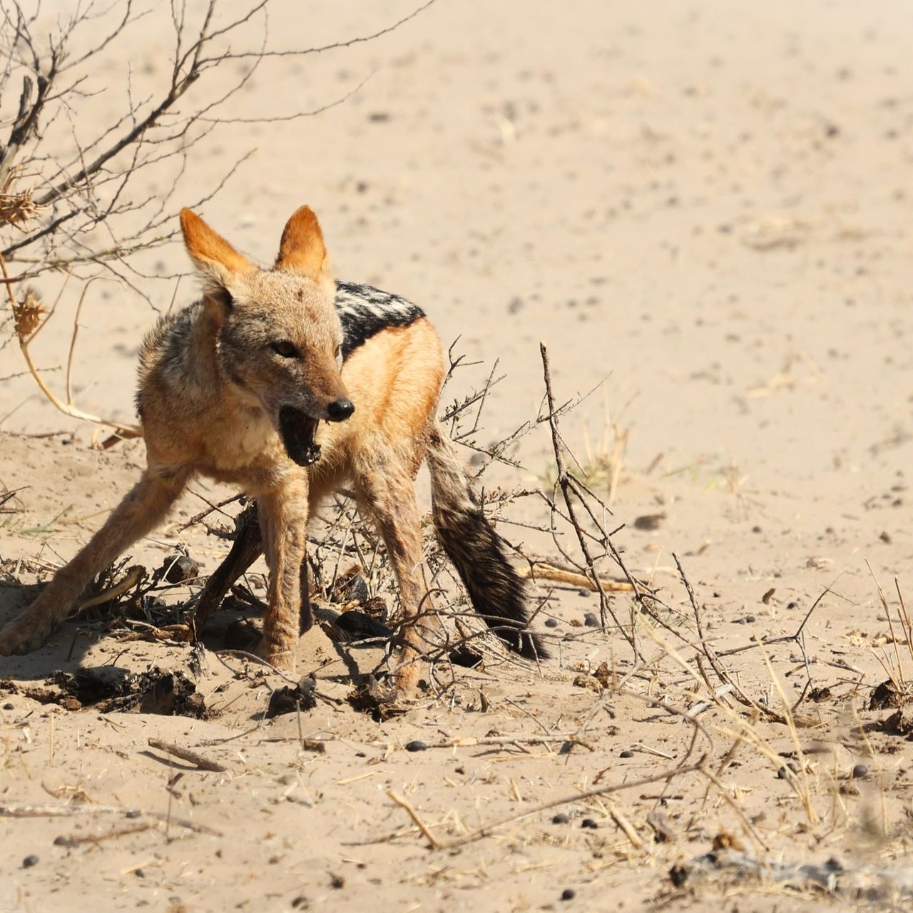 natucate-blog-review-james-kalahari-desert-fox