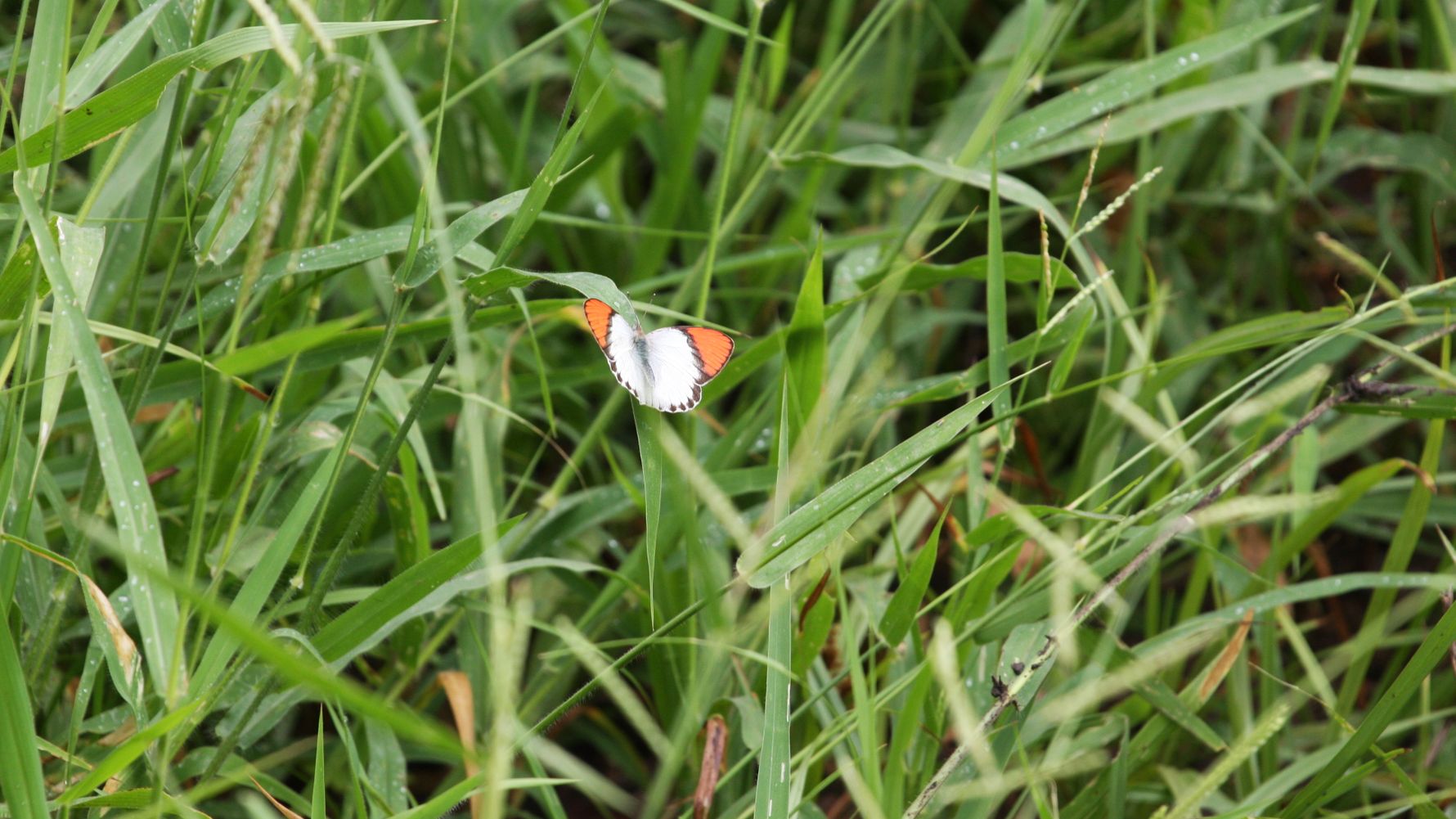erlebnisreise-suedafrika-erfahrungsbericht-ecoquest-kundenfotos-schmetterling-natucate