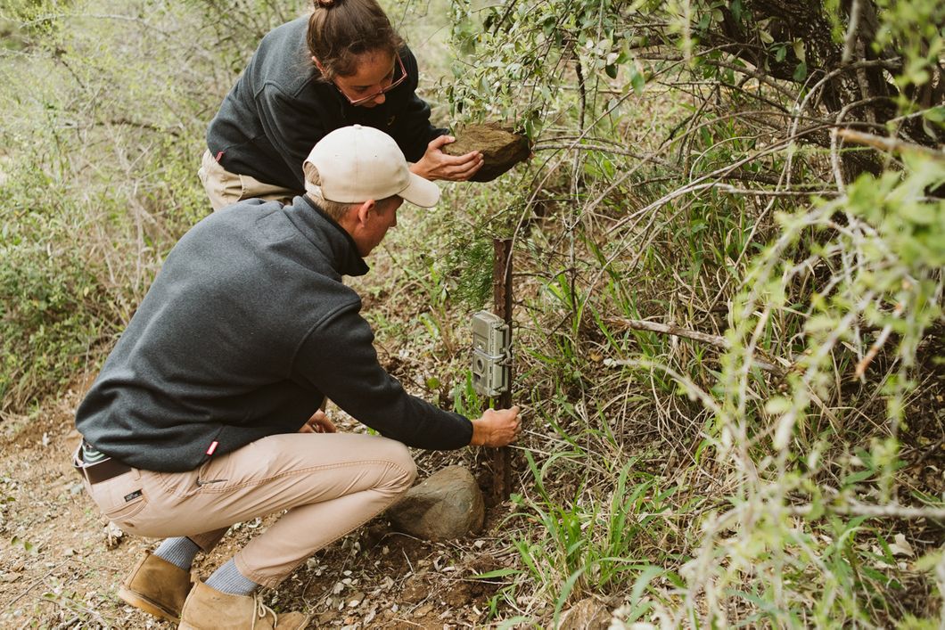 Zwei Natucate Volunteers aus dem Artenschutzprojekt im Zululand stellen im Gebüsch eine Kamerafalle auf. Die Kamera ist an einem kleinen hölzernen Pfahl befestigt, welcher mit einem Stein in die Erde geklopft wird.
