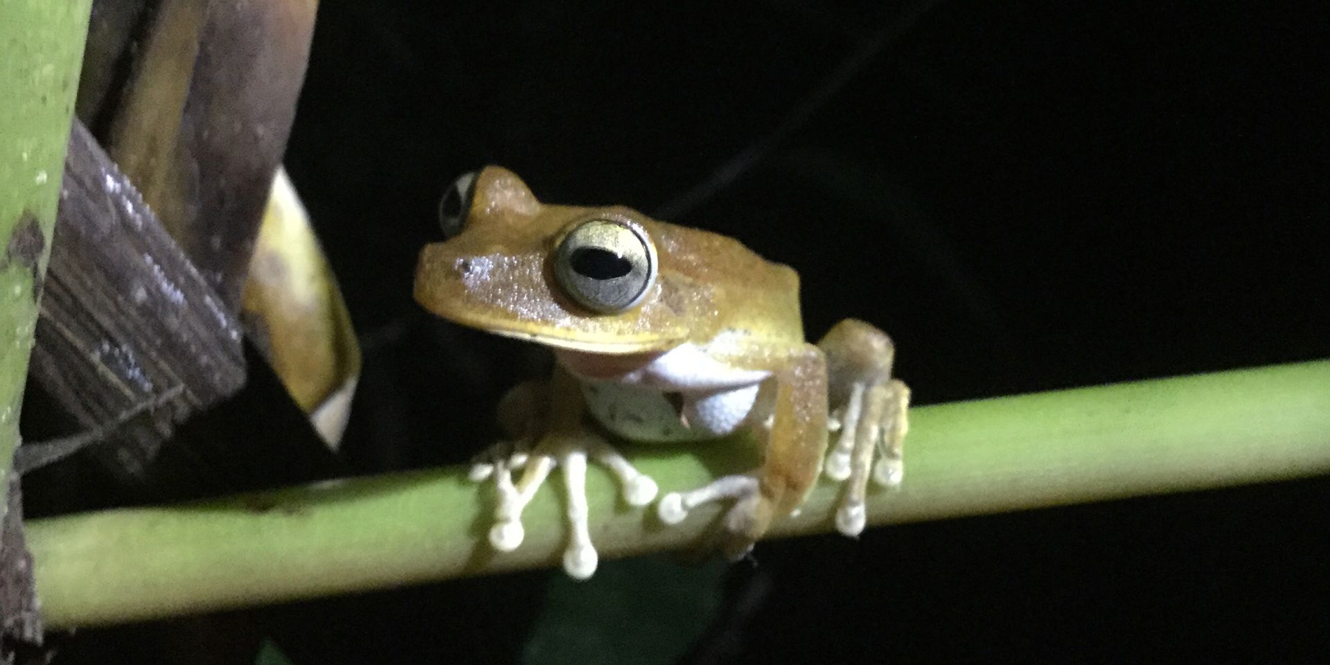 Ein Frosch sitzt auf einem Grashalm im peruanischen Regenwald