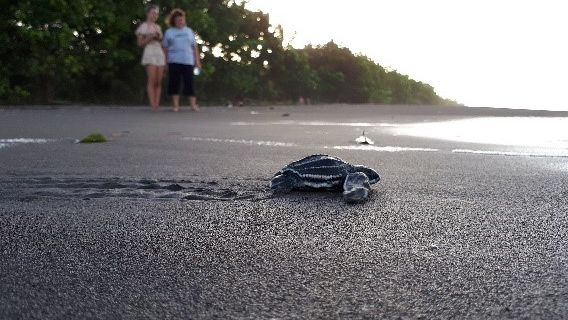 Freiwilligenarbeit Costa Rica: Junge Meeresschildkroete auf dem Weg vom Strand ins Meer