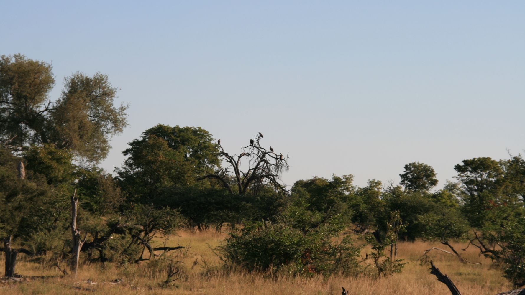 erfahrungsberichte-rangerkurse-botswana-field-guide-grundausbildung-birgit-savanne-natucate