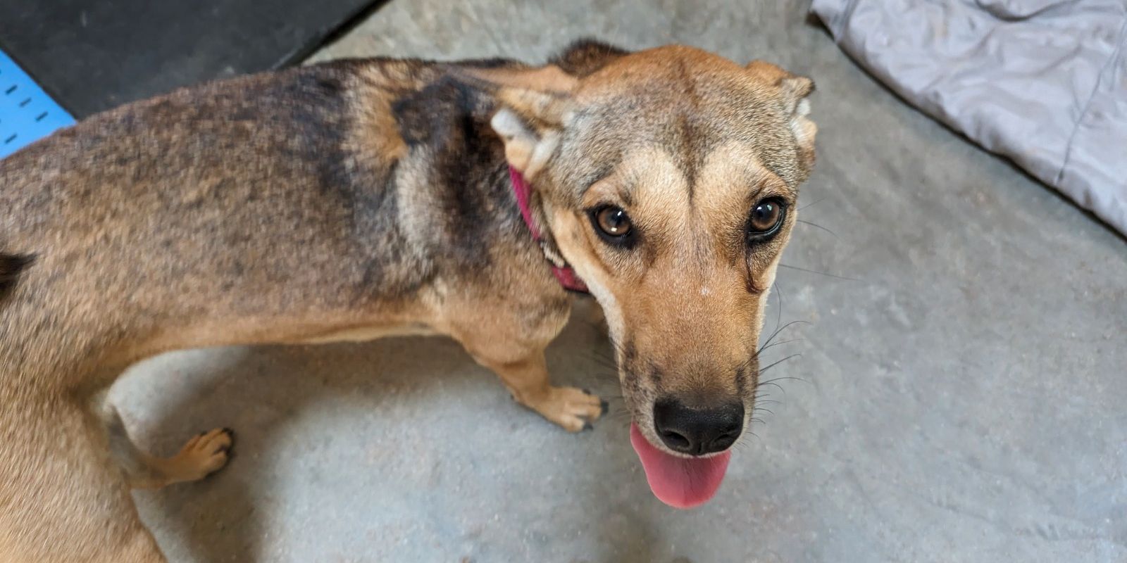 natucate-blog-review-thailand-koh-lanta-wayne-dog-close-up