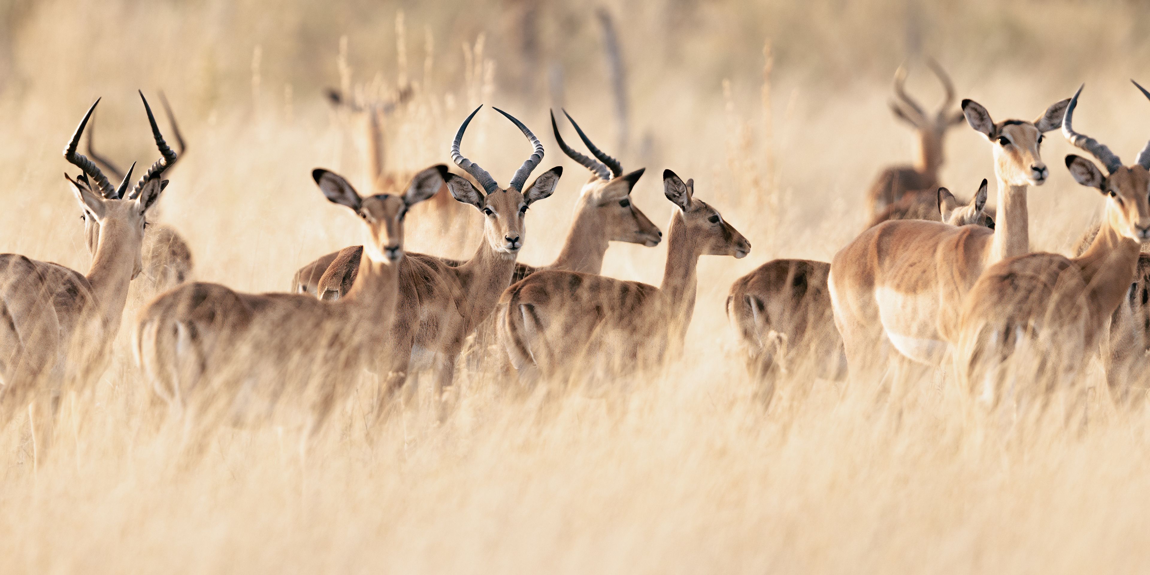 naturreisen-okavango-wilderness-experience-antelope