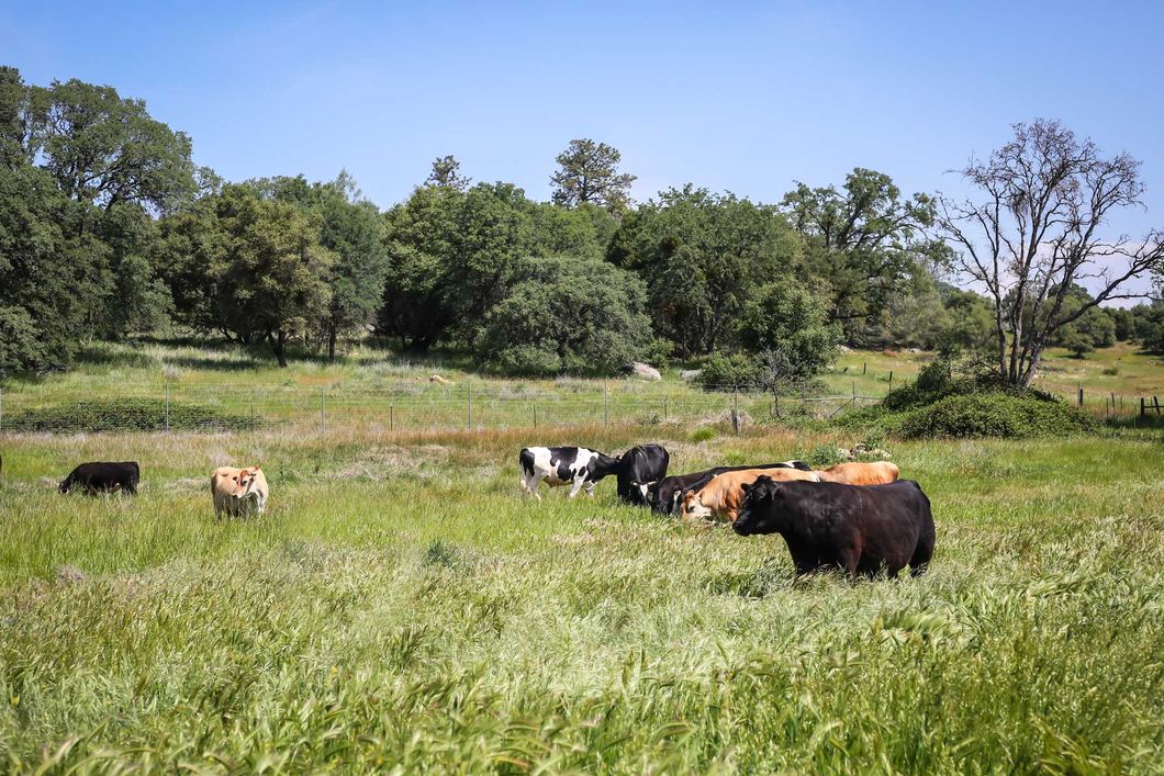 freiwilligenarbeit-usa-kalifornien-tierschutz-volunteering-kuehe-natucate